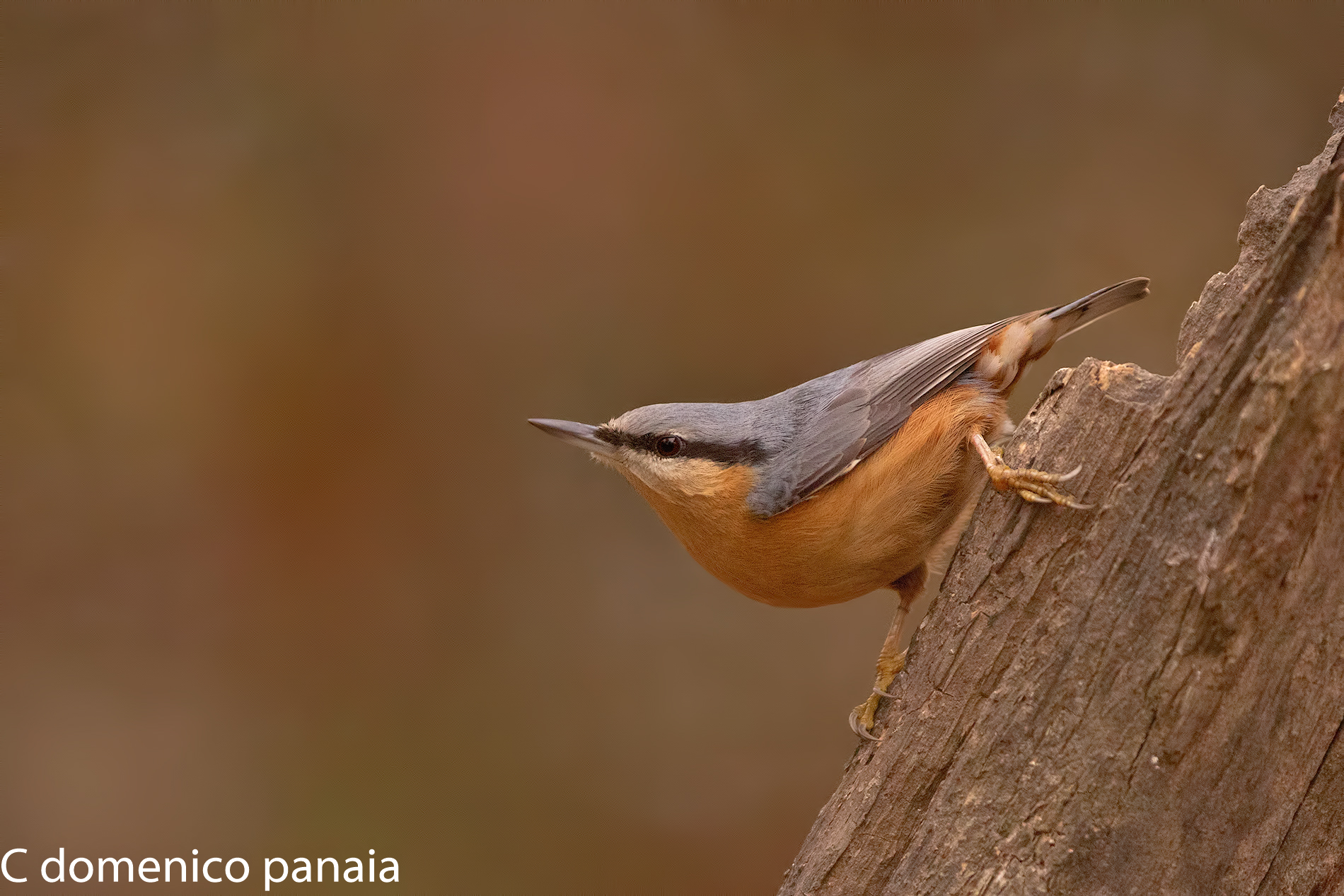 Nuthatch (New PP)