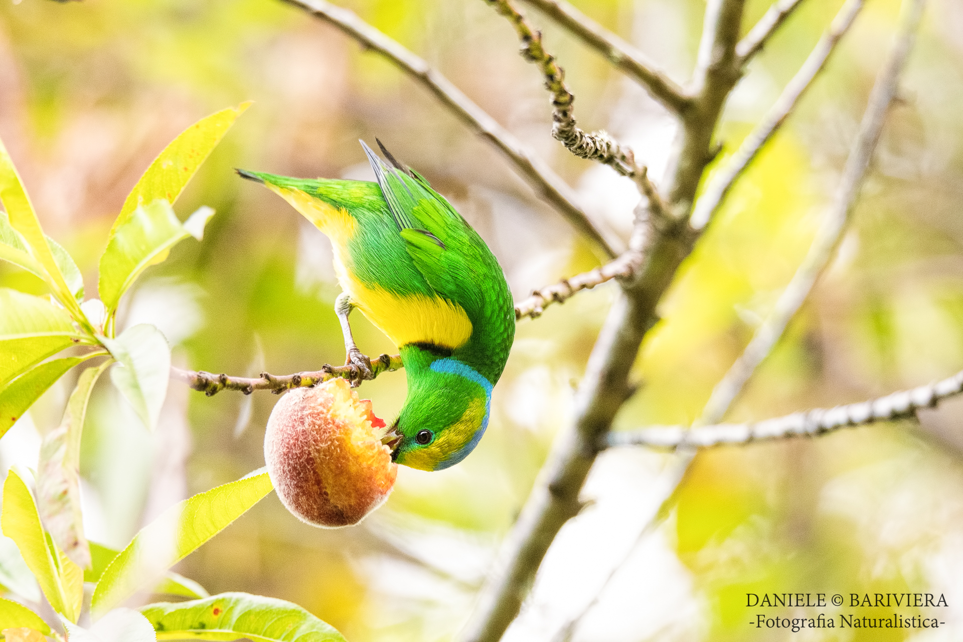 Clorofonia dai sopraccigli dorati