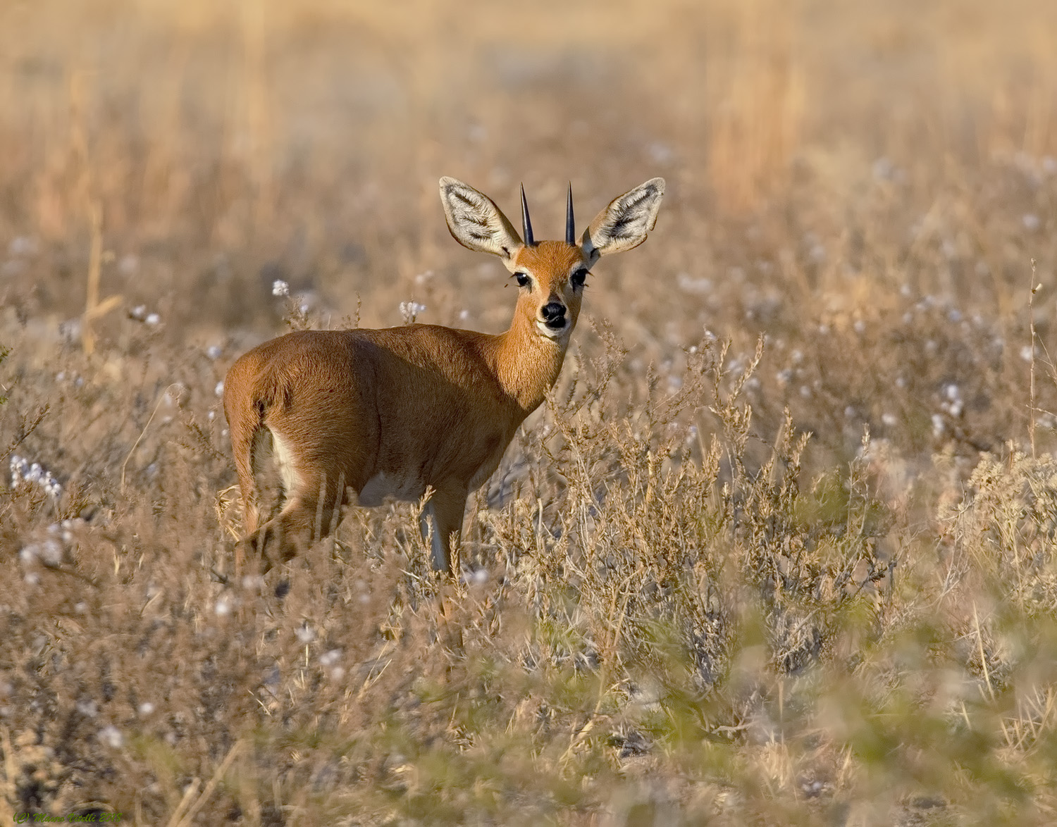 Raficero campestre (Raphicerus campestris)Kalahari