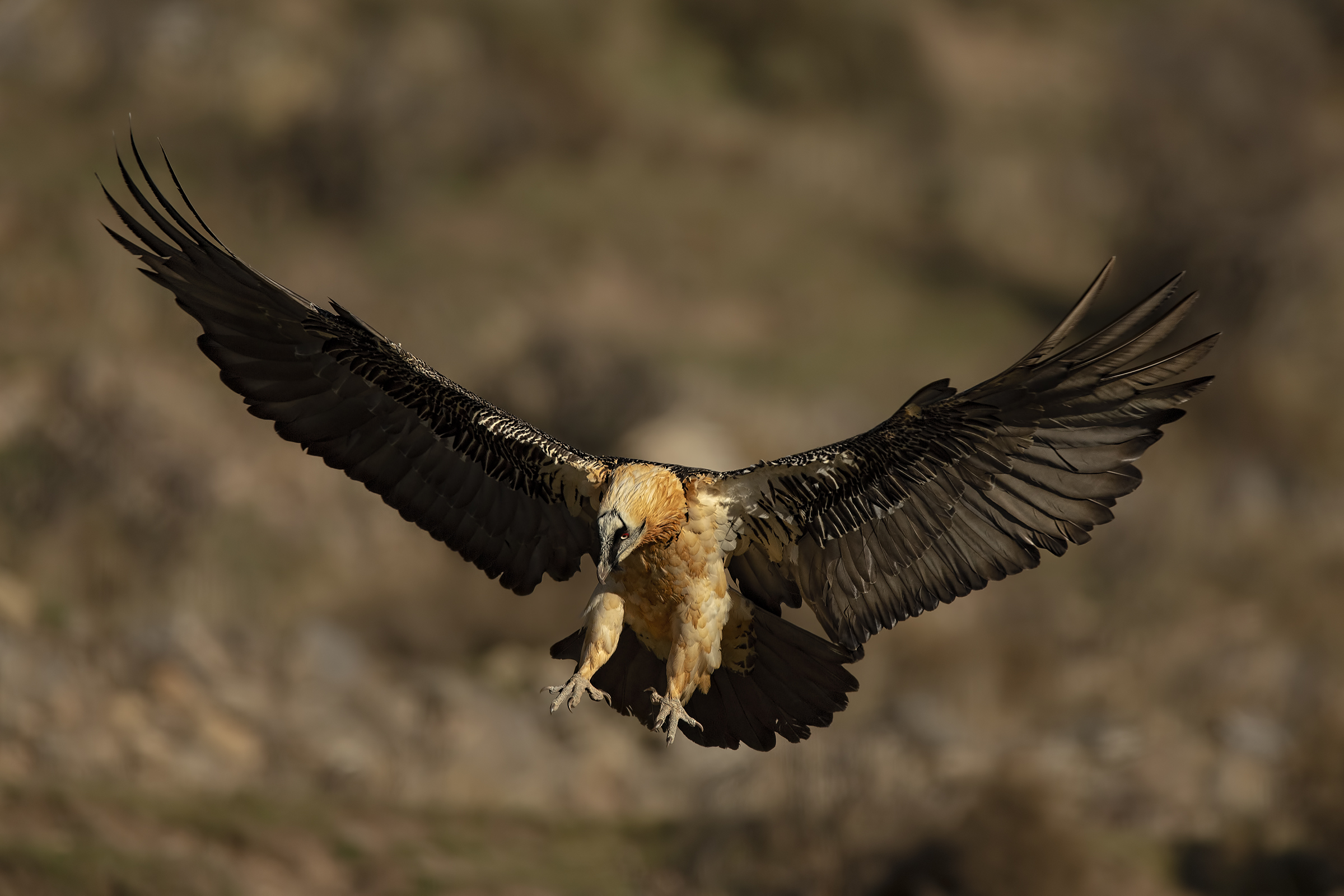 Bearded Vulture on landing
