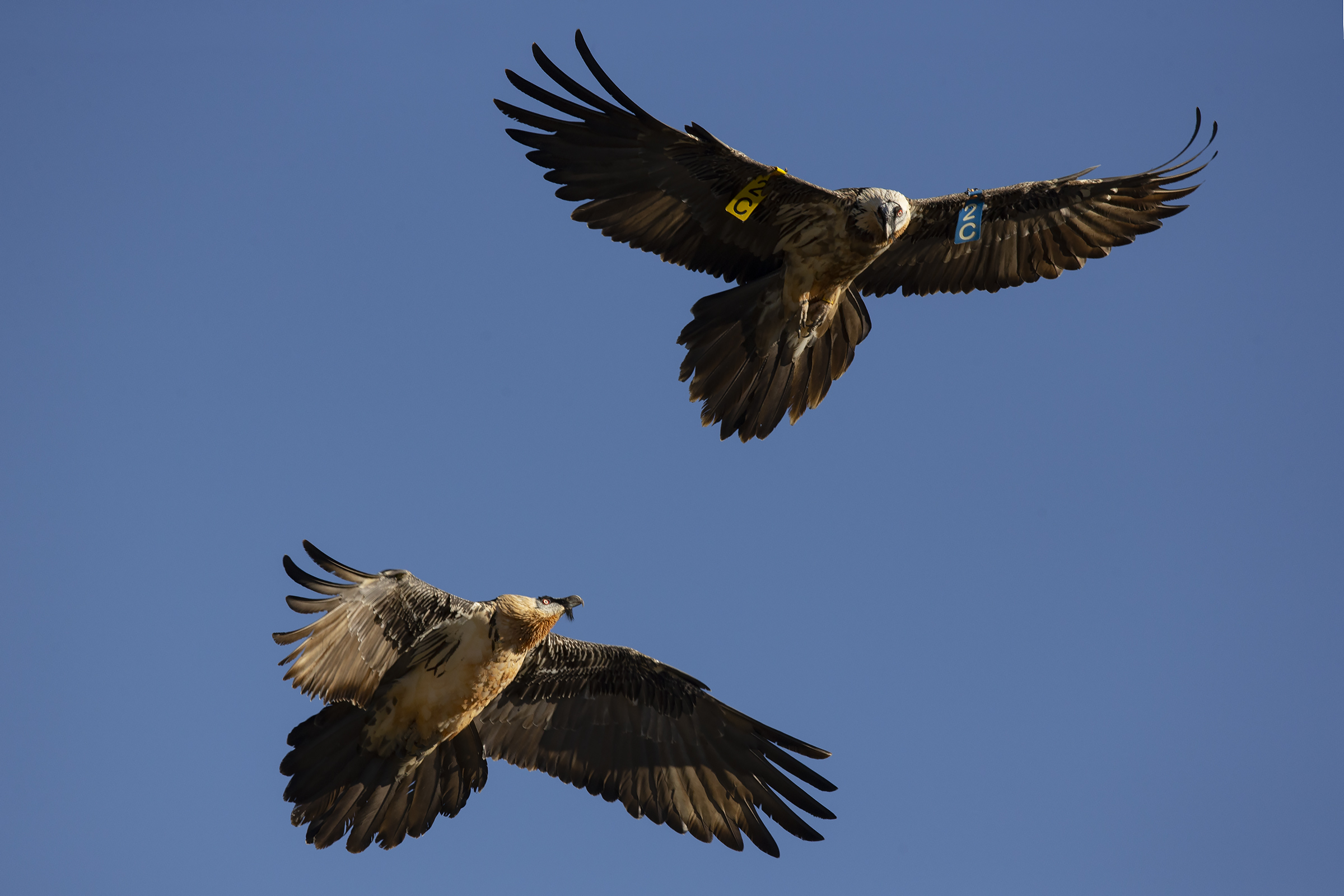 Discussion between Gipeti