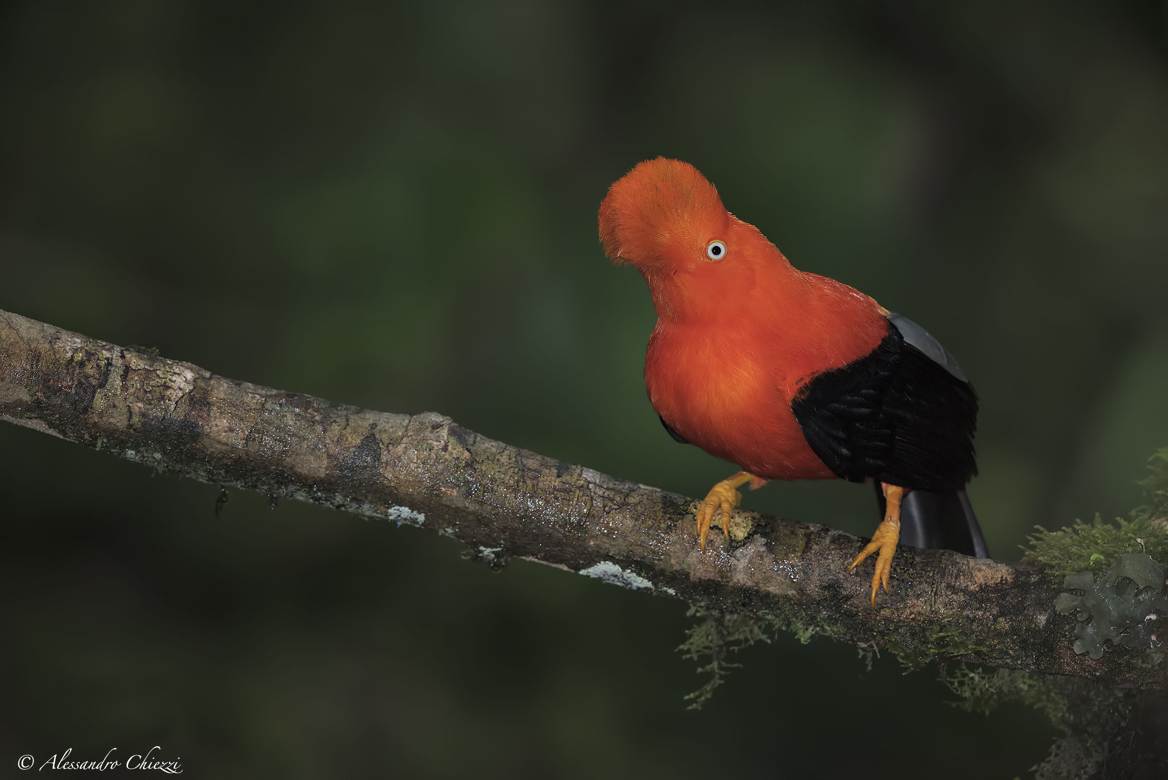 Galletto di Roccia andino