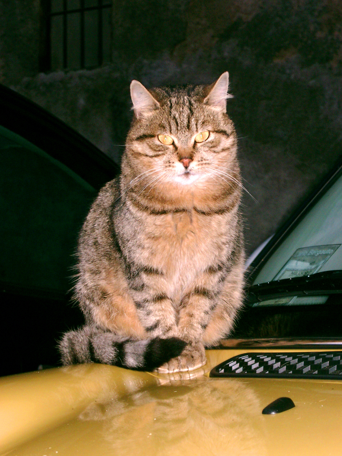 Burglar alarm or guardian??