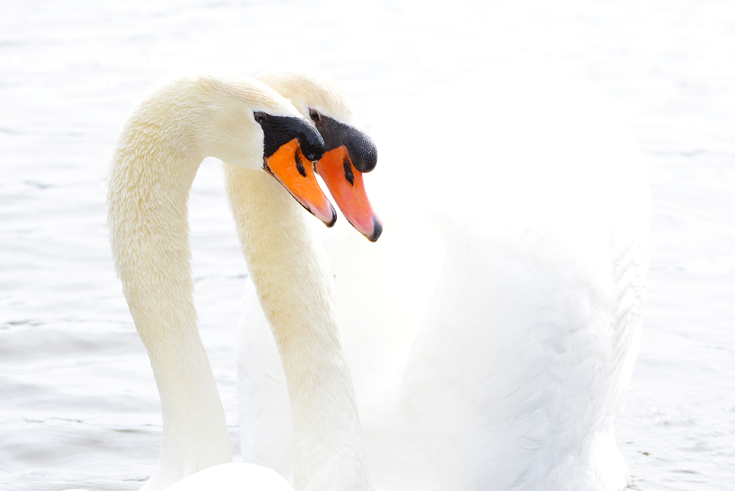 Swans