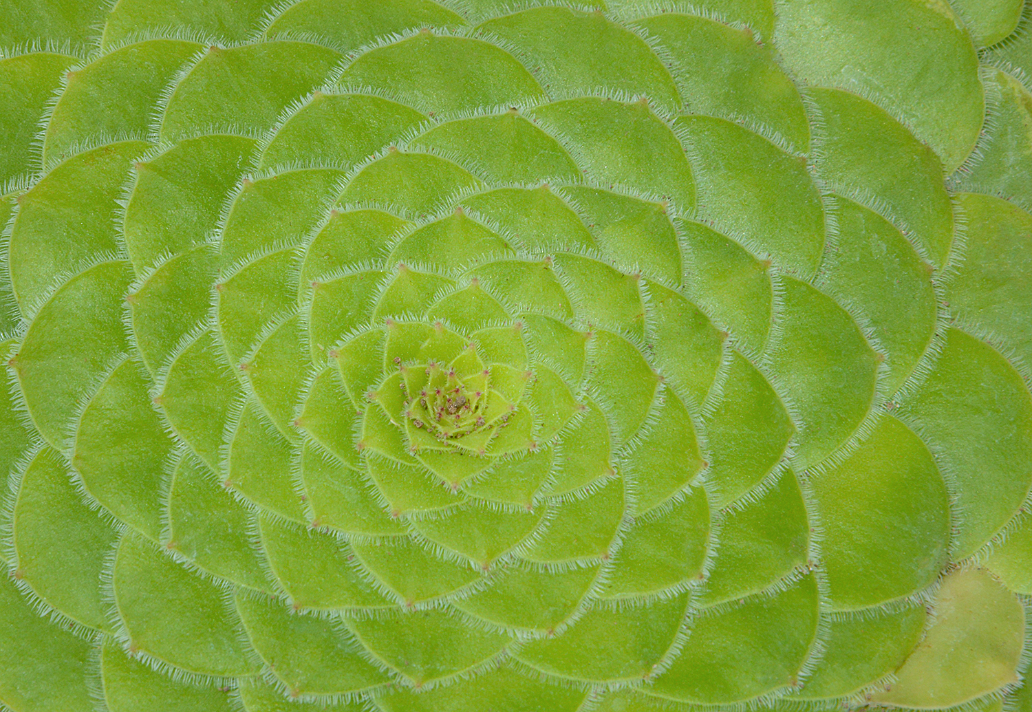 Aeonium tabuliforme