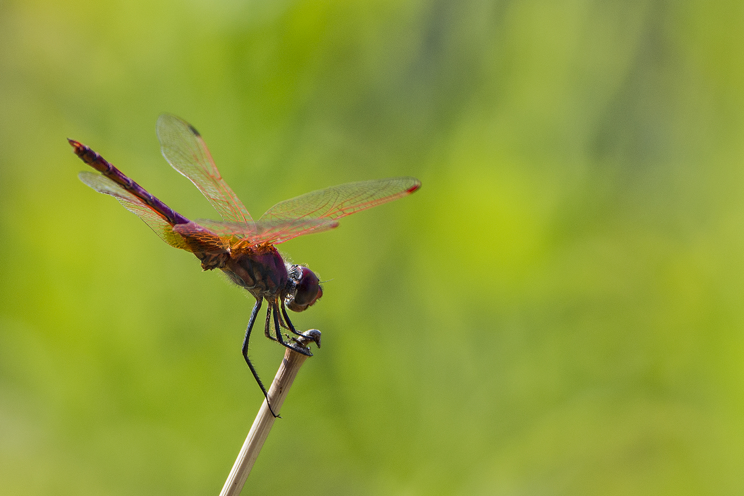 Dragonfly