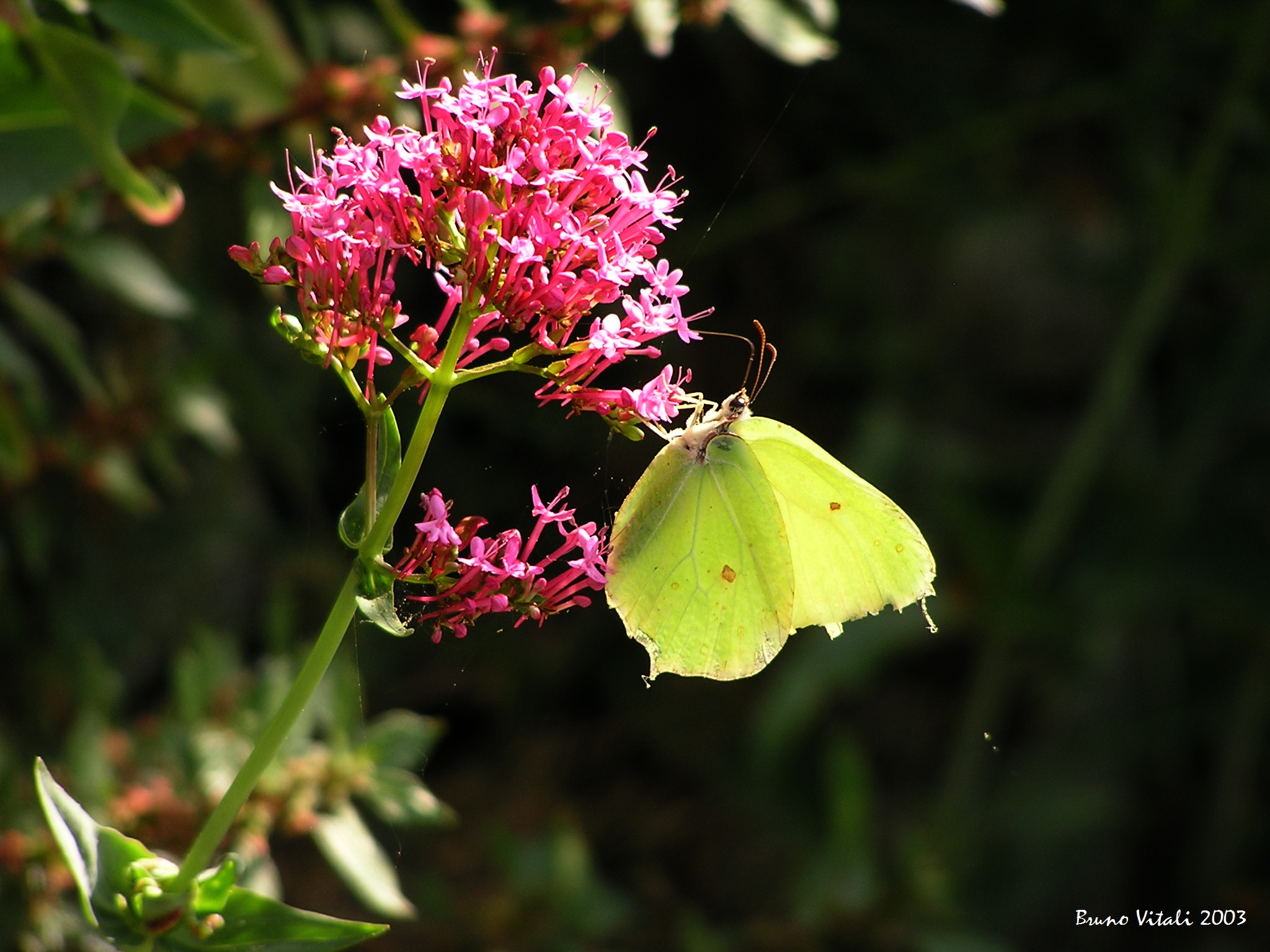 Cedronella (Gonepteryx rhamni) Legnaro