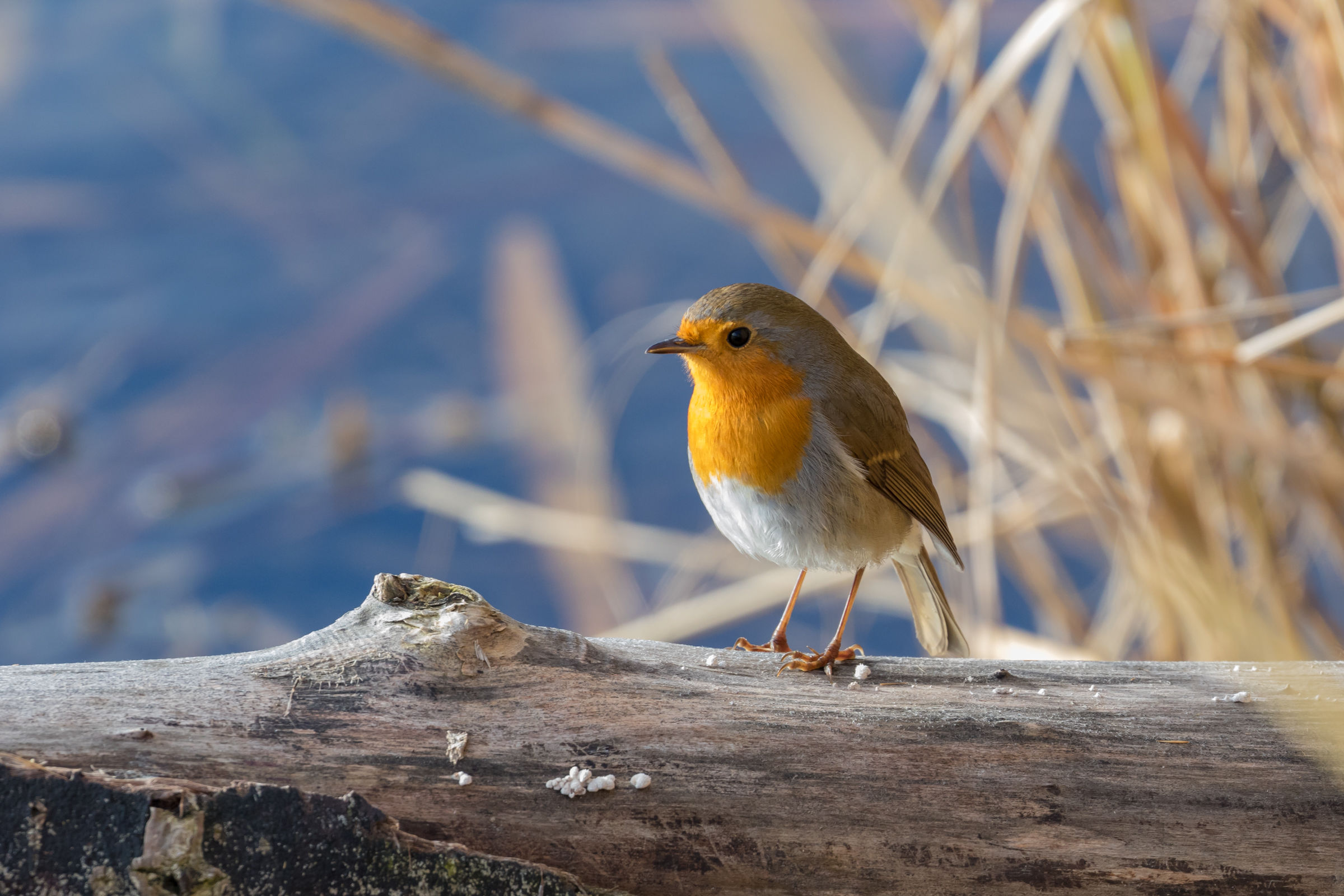 Robin-Erithacus Rubecula