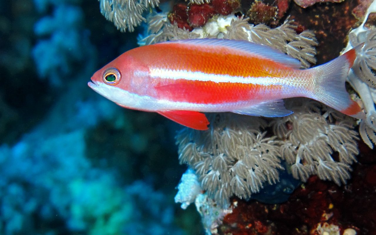 Anthias 41