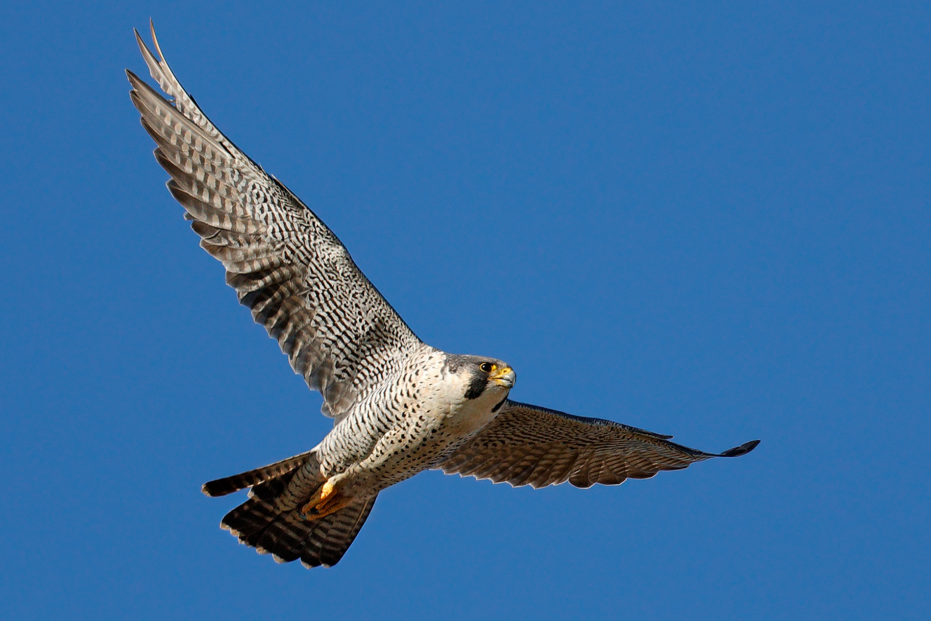 Peregrine falcon