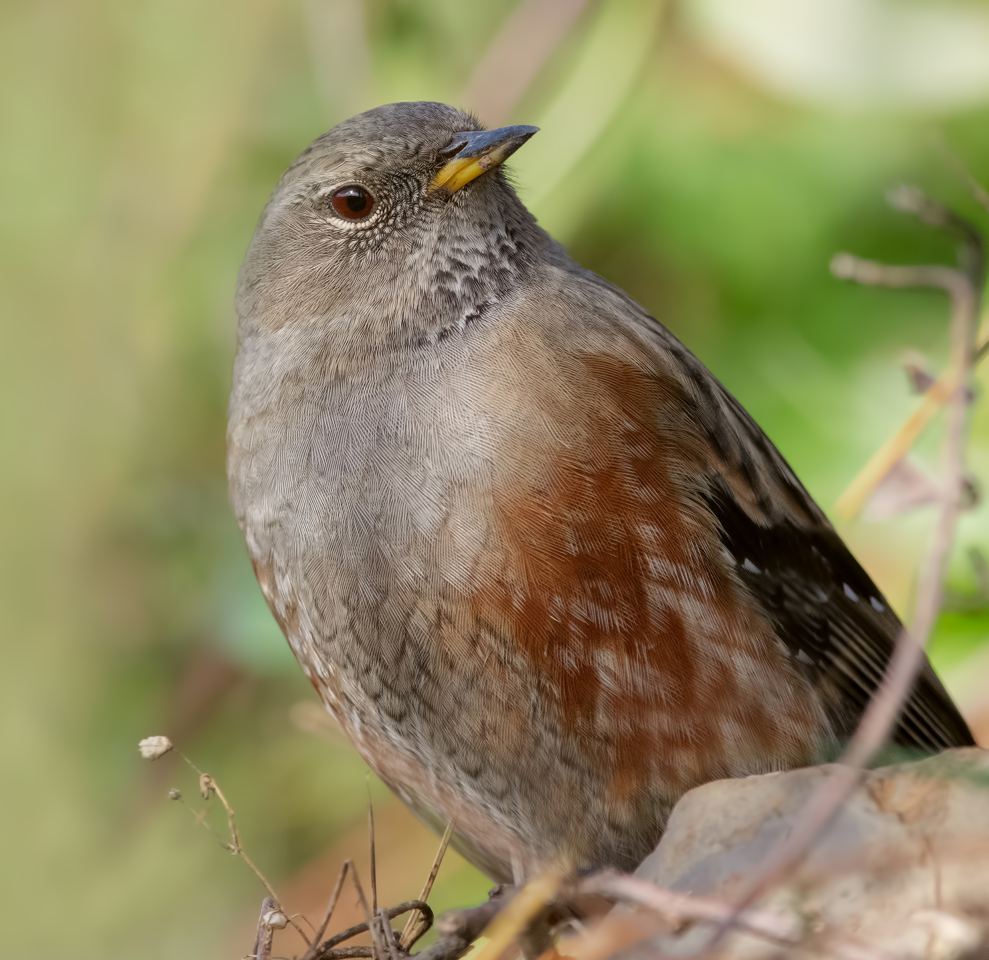 Alpine Accentor