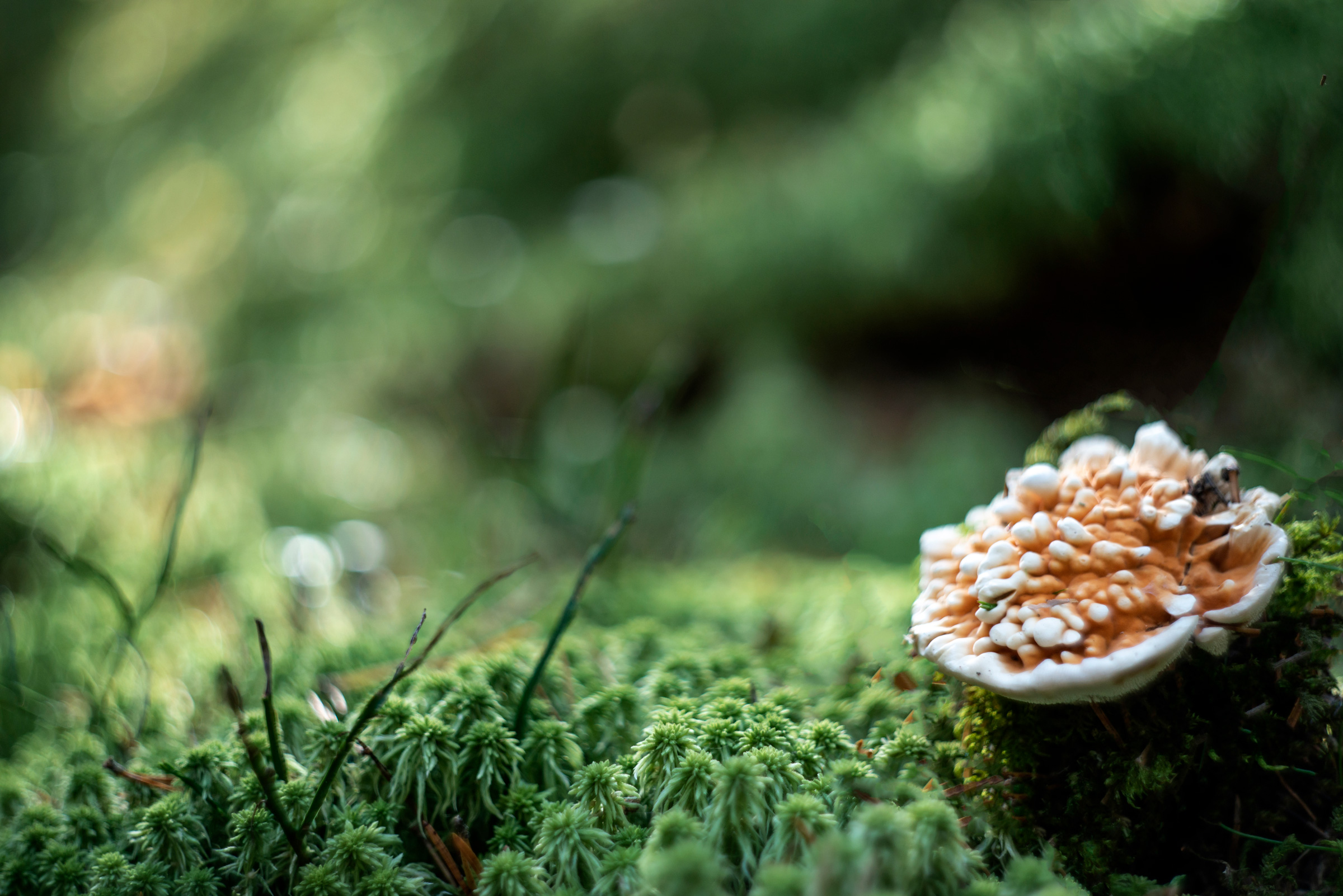 Brushwood with Mushroom