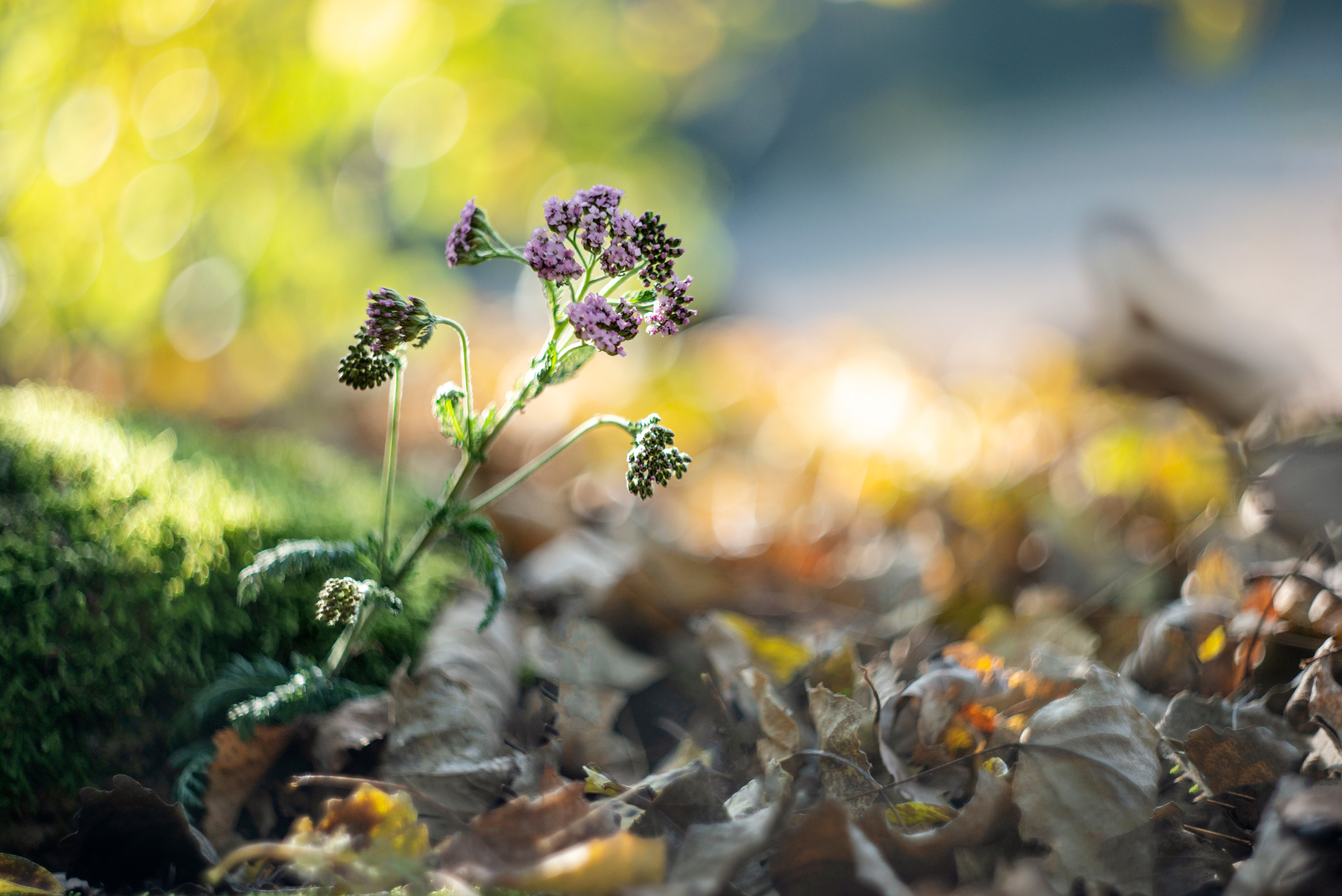 Achillea