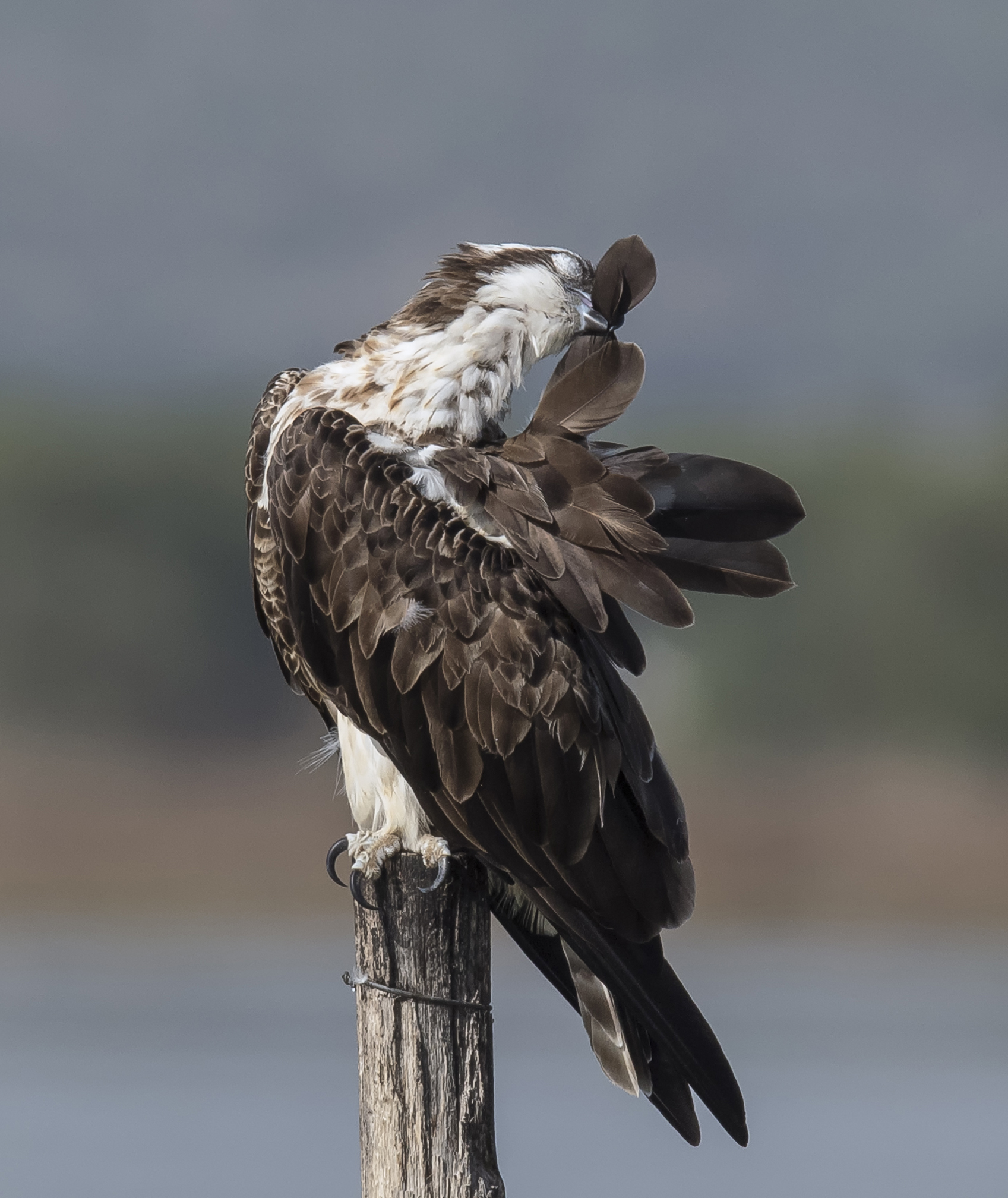 Cleaning the plumage