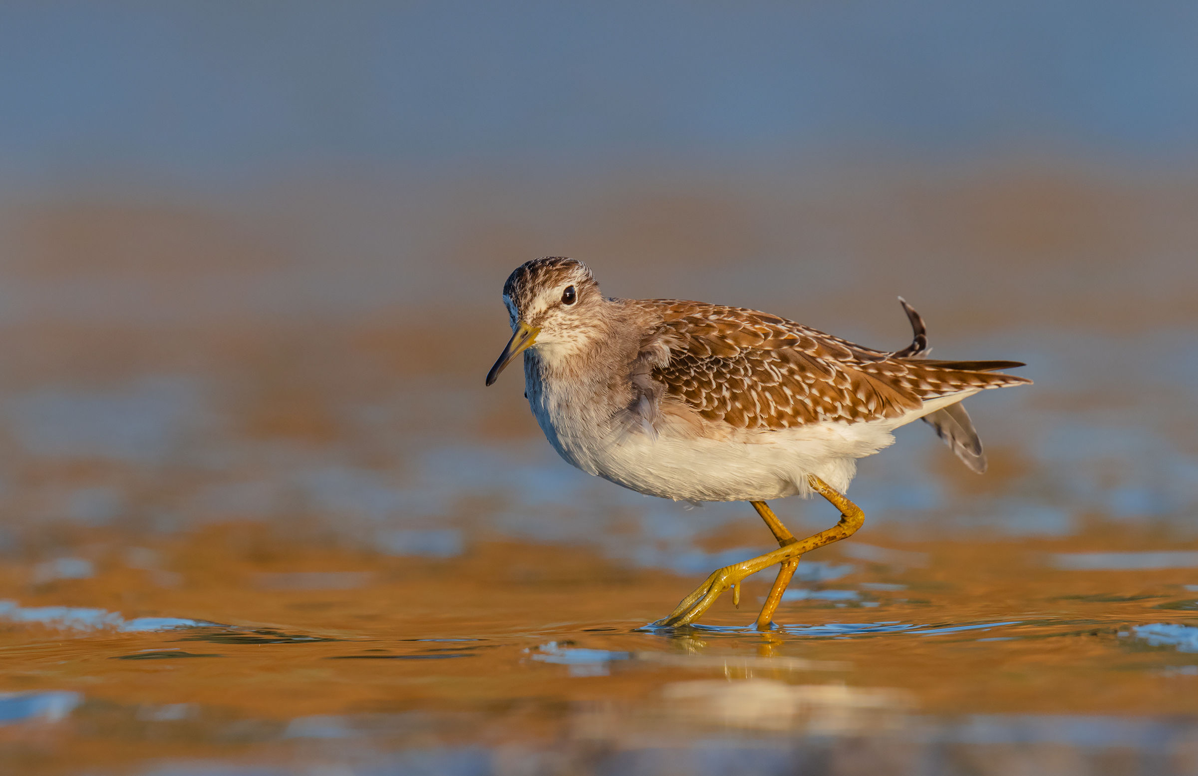 legno Sandpiper