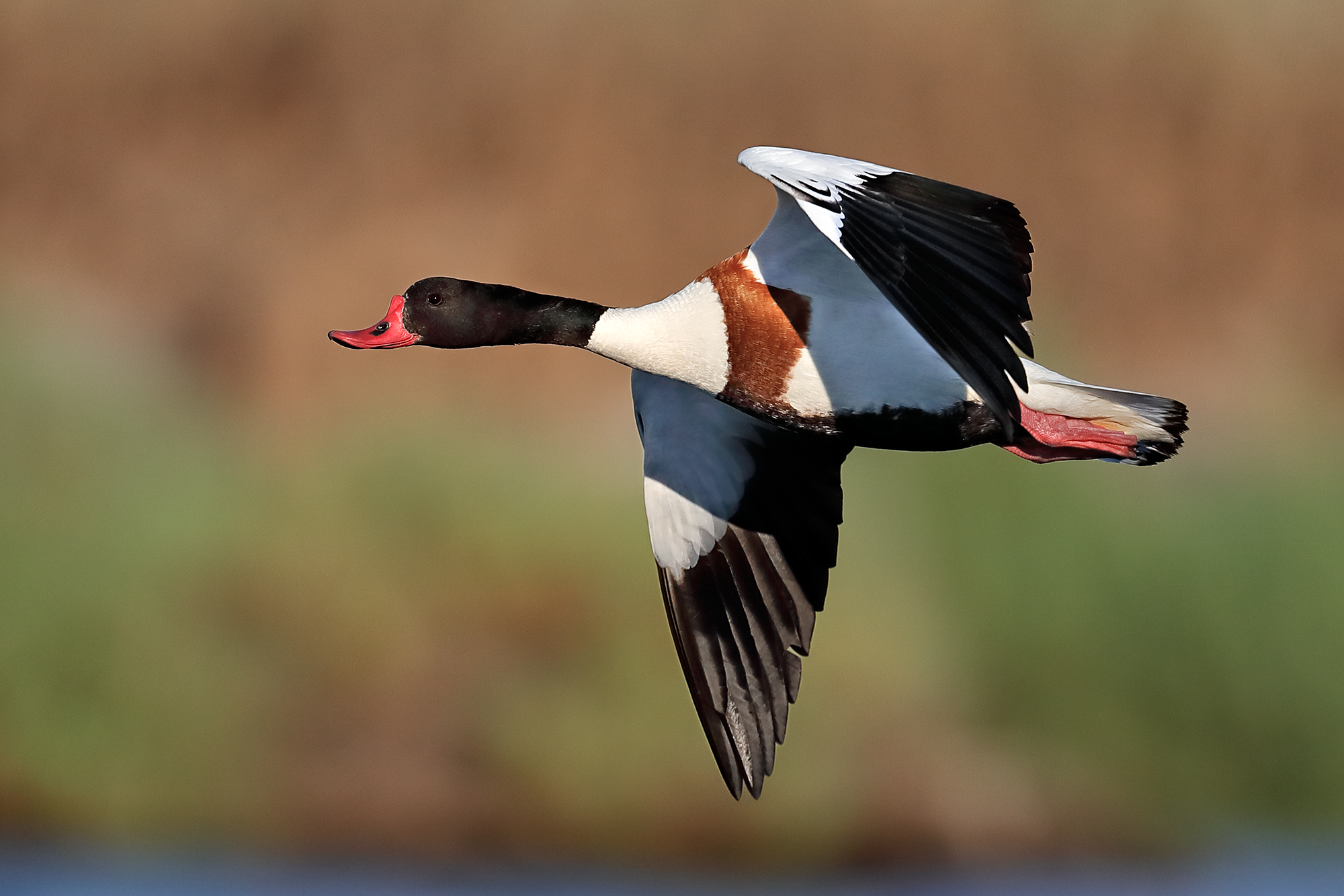 Common Shelduck