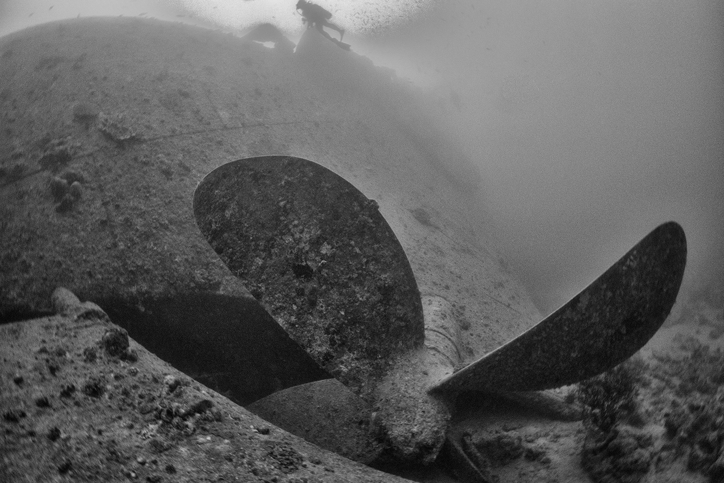 Thislegorm the propeller