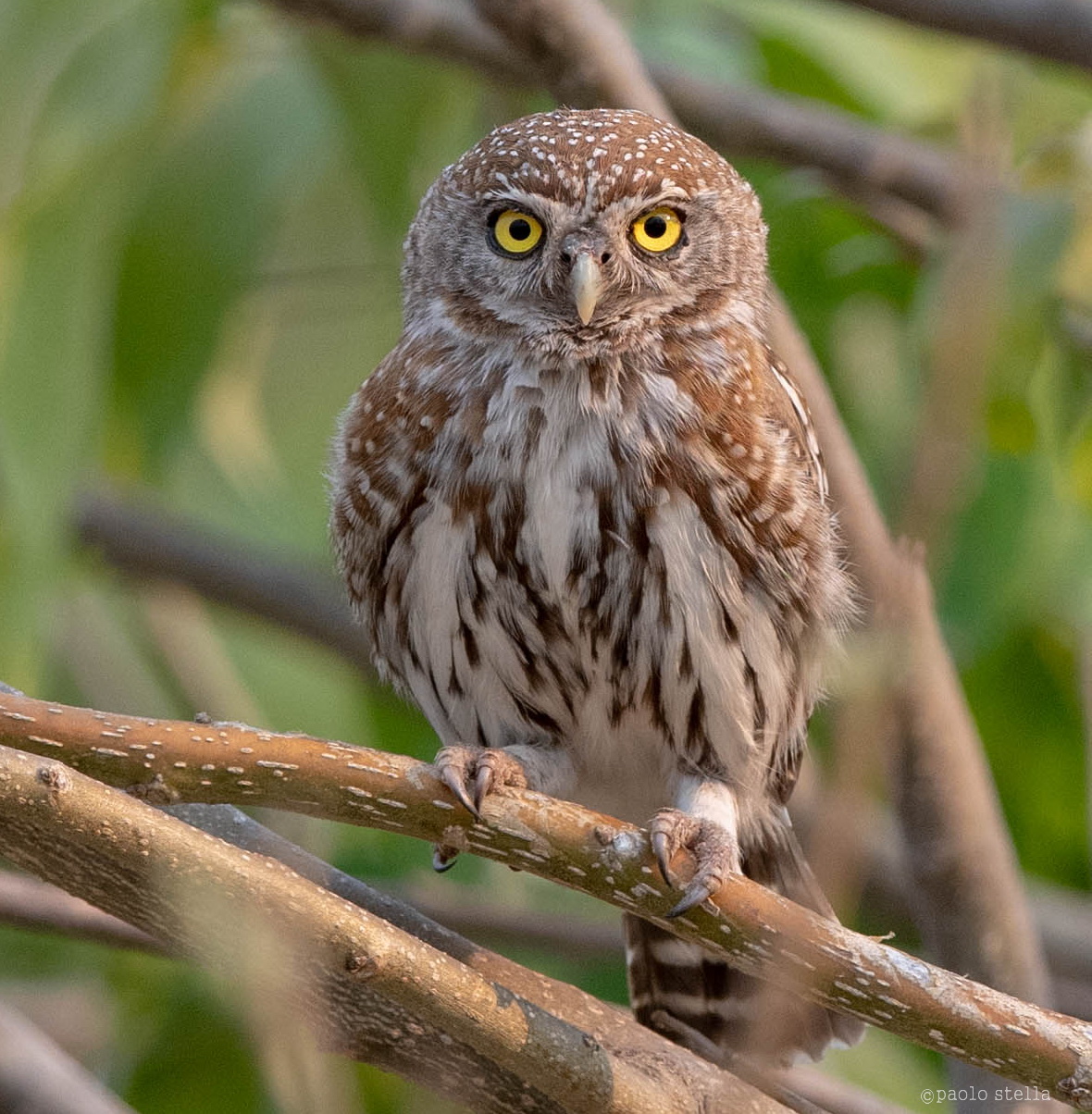 Pearl-Spotted Owlet (Glaucidium perlatum)