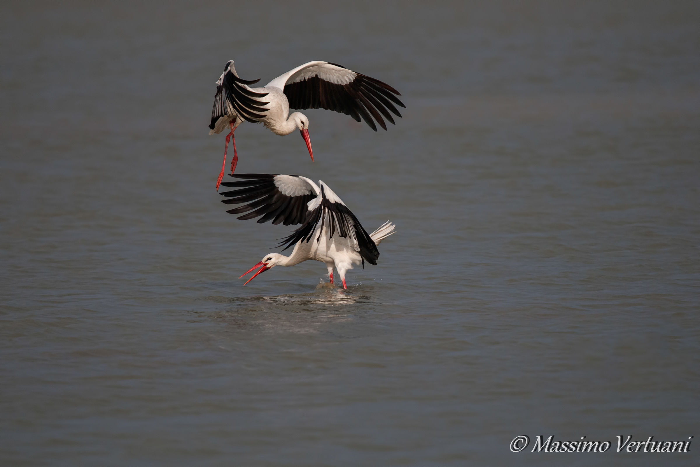 Cicogne in corteggiamento...