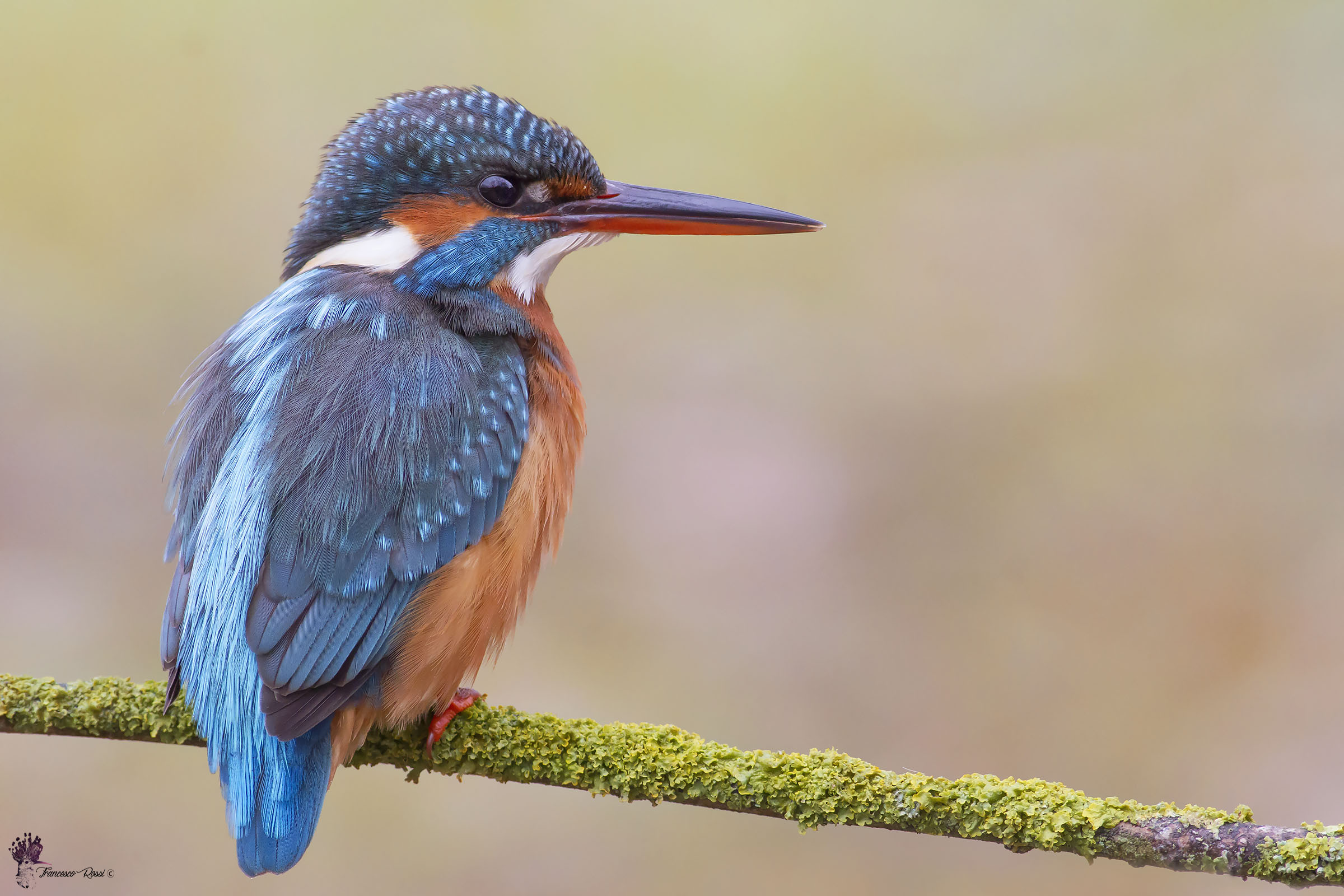 Kingfisher