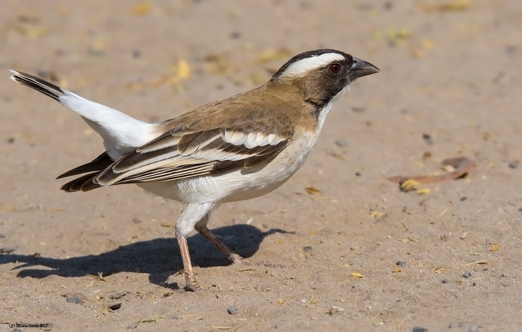 Passero Tessitore (Plocepasser mahali) Central Kalahari