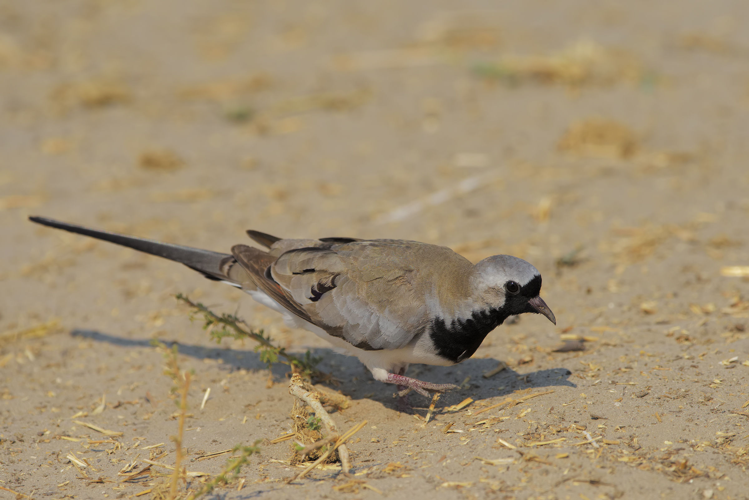 La Maschera di Ferro