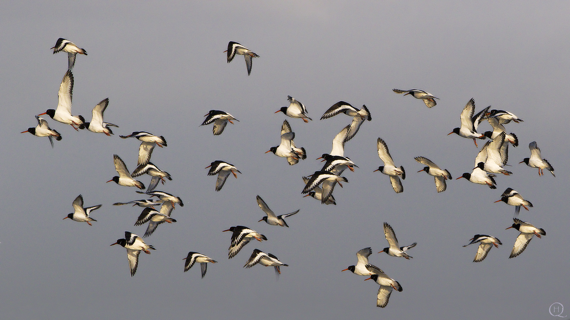 Beccaccia eurasiatico (Haematopus Haematopus)
