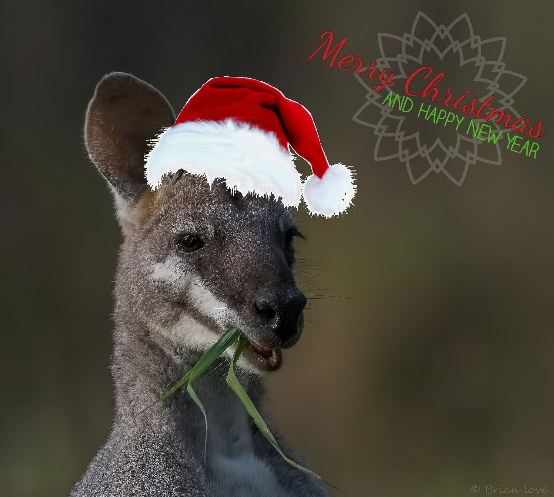 Merry Christmas & Happy New Year!