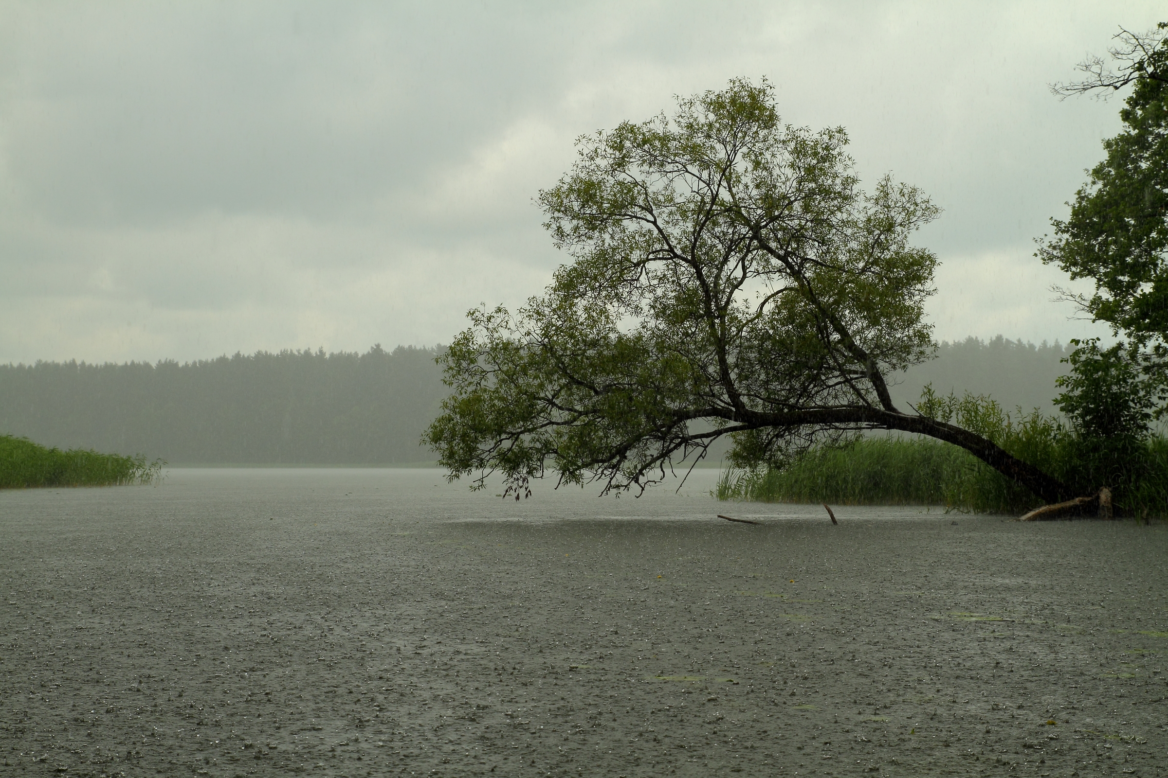 Rainy lake