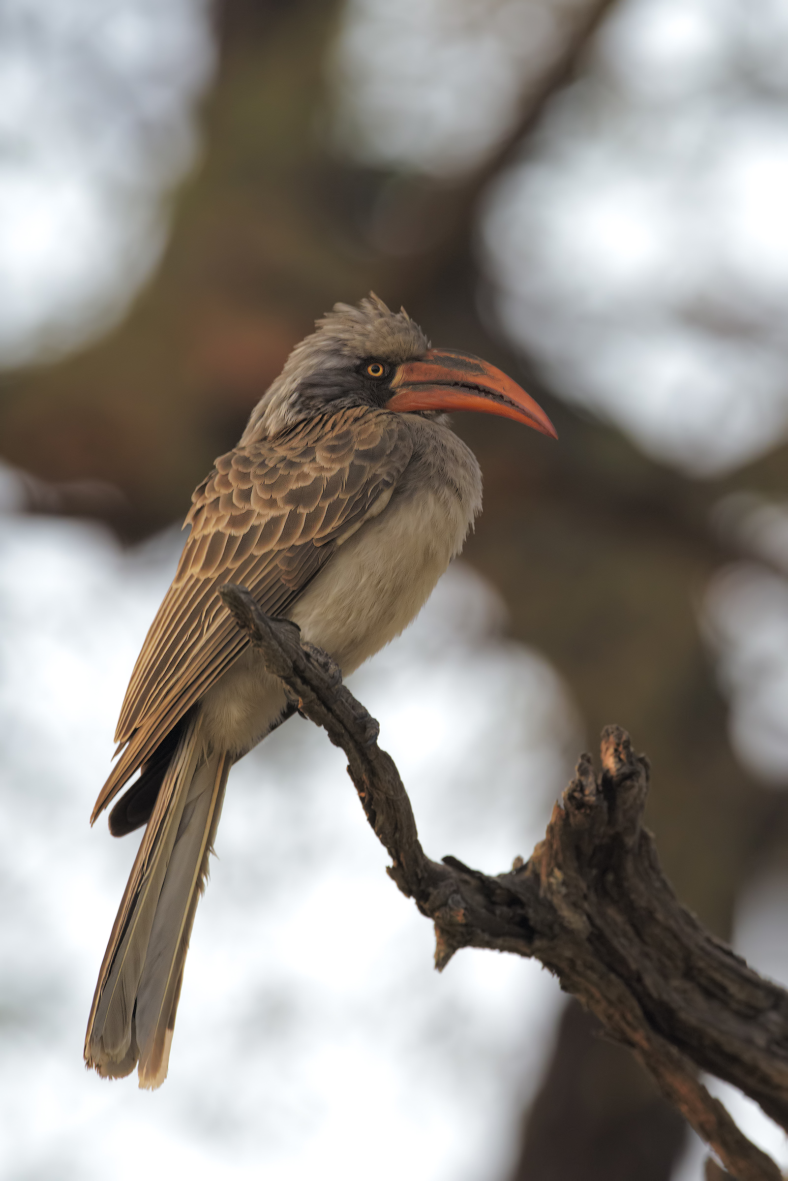 Bradfield's Hornbill