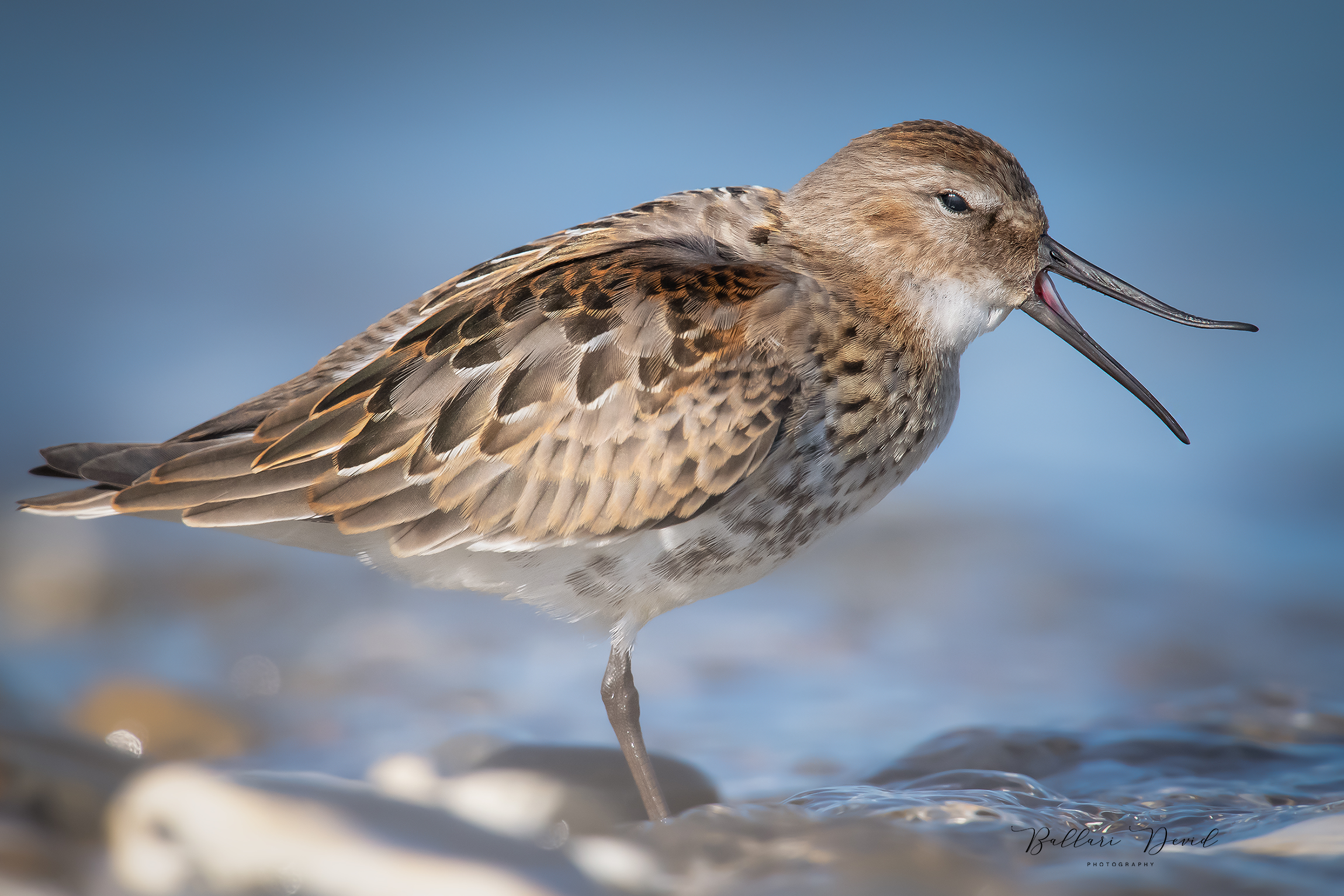 piovanello pancianera