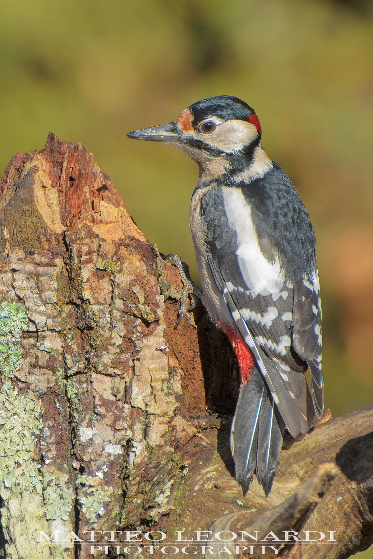 Big spotted Woodpeckers-Apuan Alps