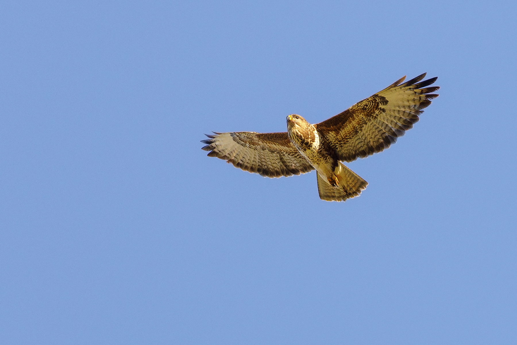 Poiana (Buteo buteo)