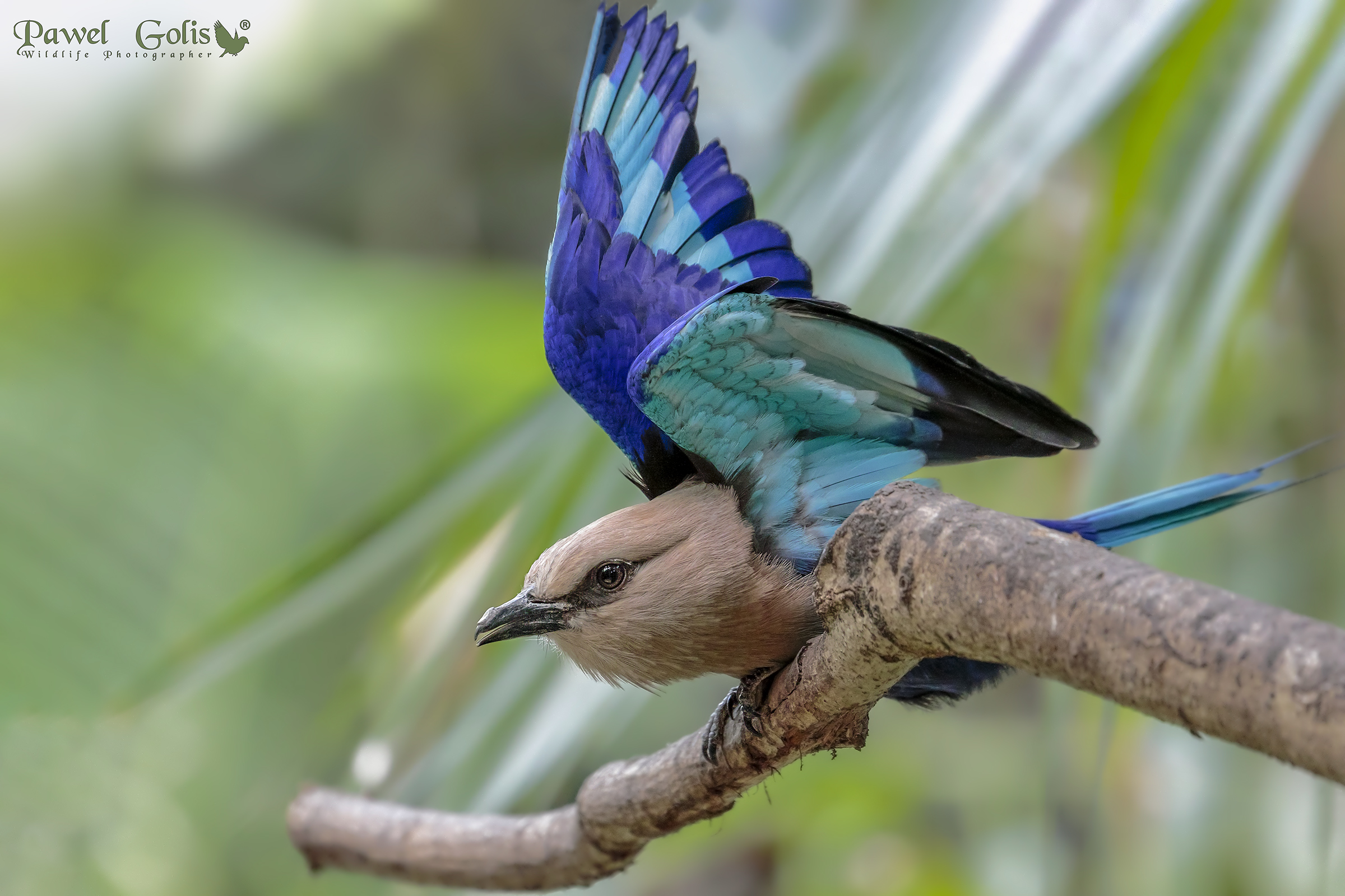 Rullo blu-gonfiato (Coracias cyanogaster)