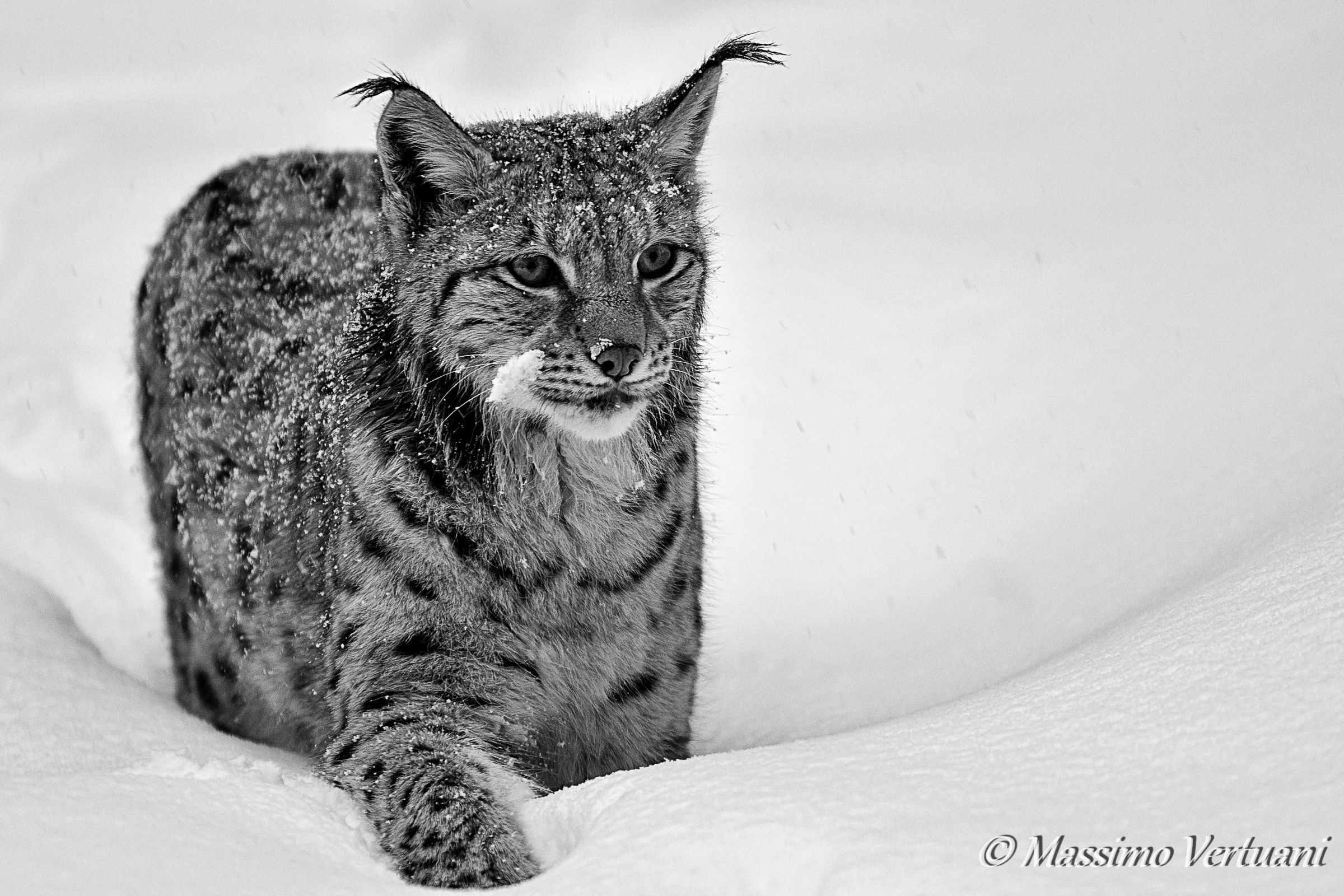 lince "Bayerischer Wald Nationalpark"