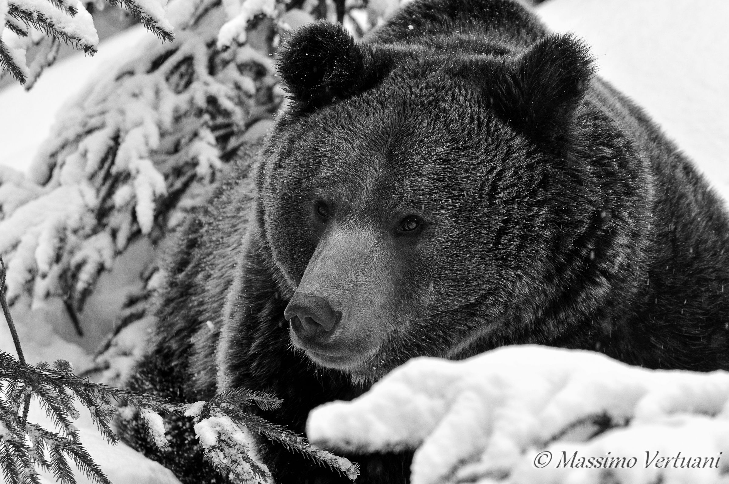 Mother Bear "Bayerischer Wald Nationalpark"