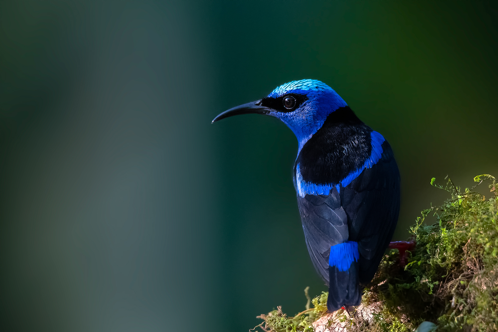 Blue crowned Manakin