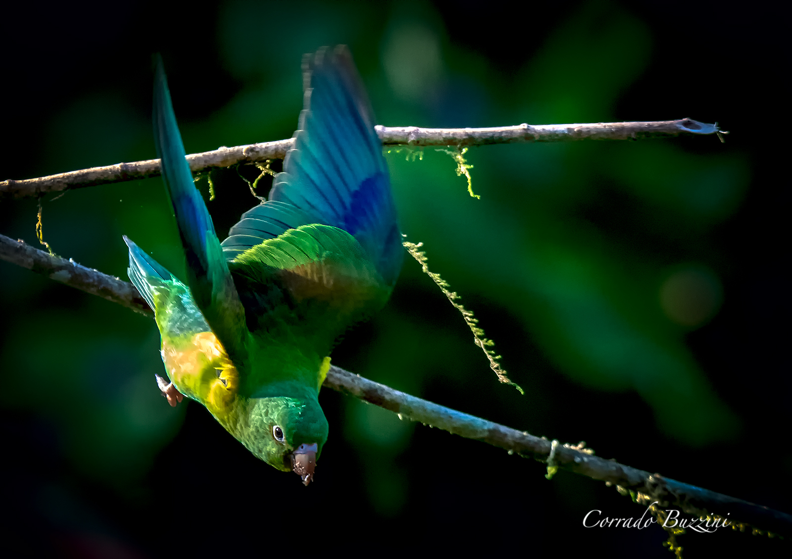 Orange-chinned Parakeet