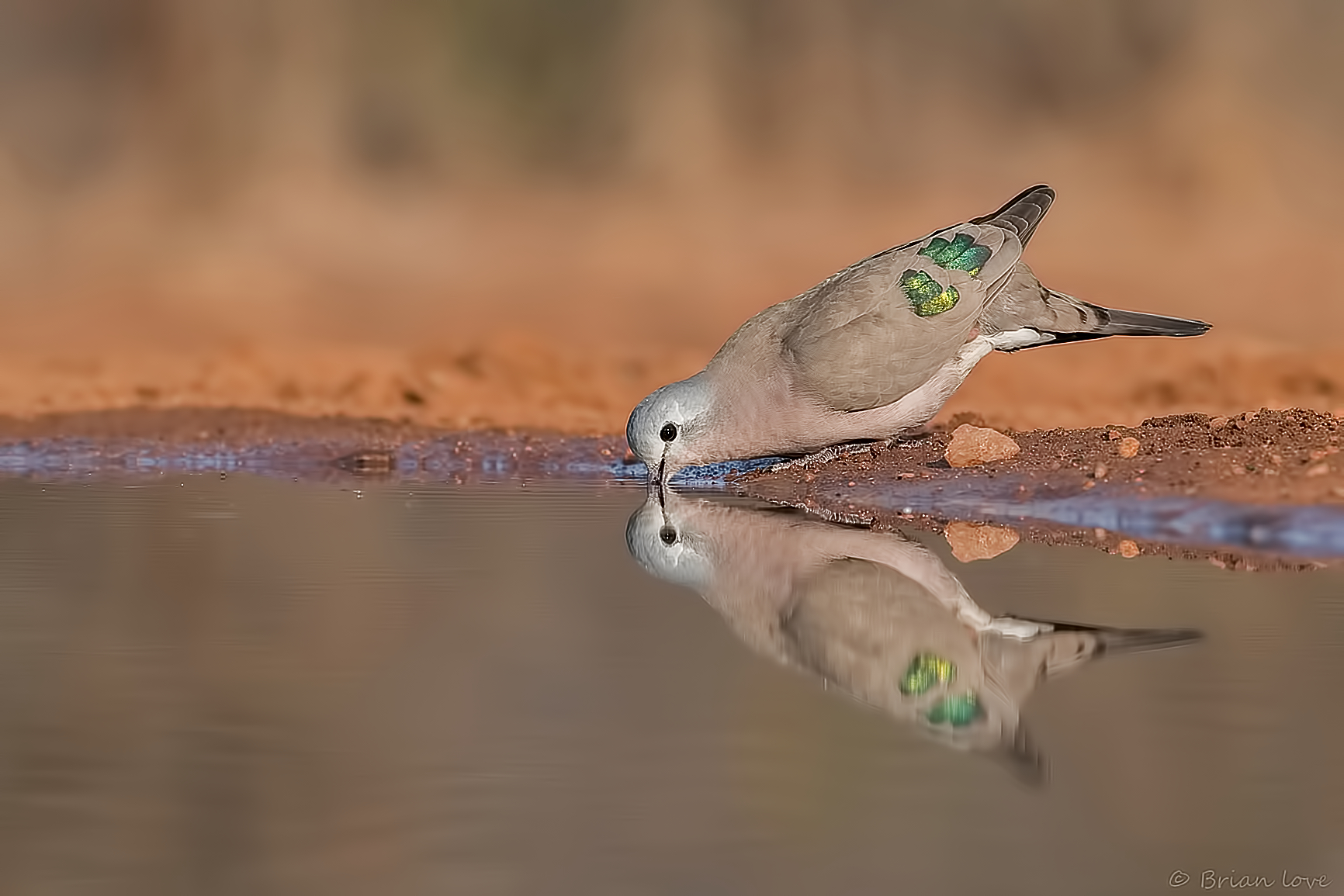 Emerald-spotted Wood Dove (Turtur chalcospilos)