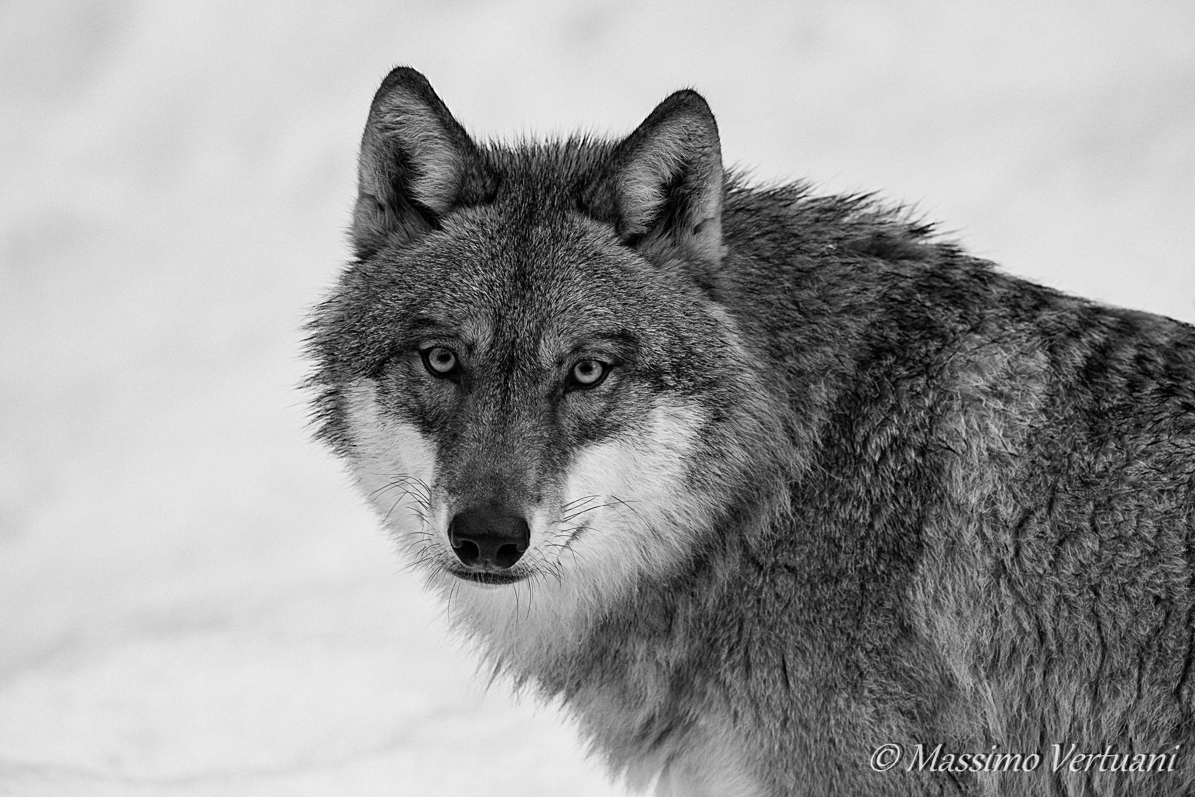 Lupo"Bayerischer Wald Nationalpark"