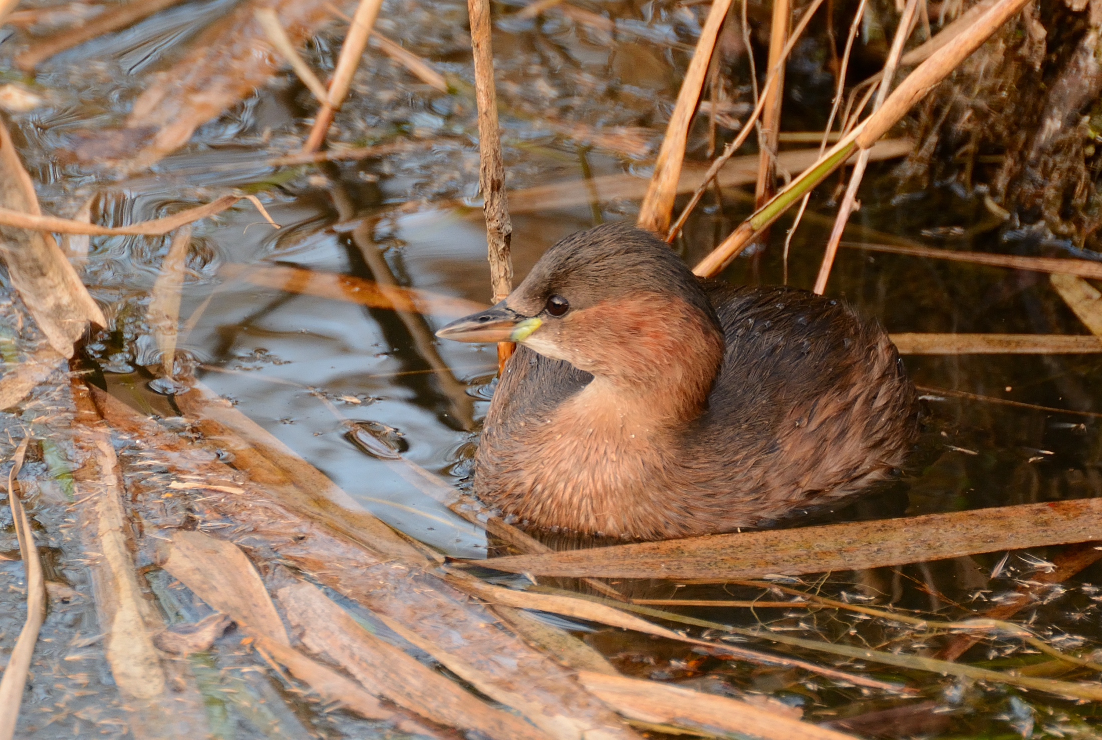 Little Grebe
