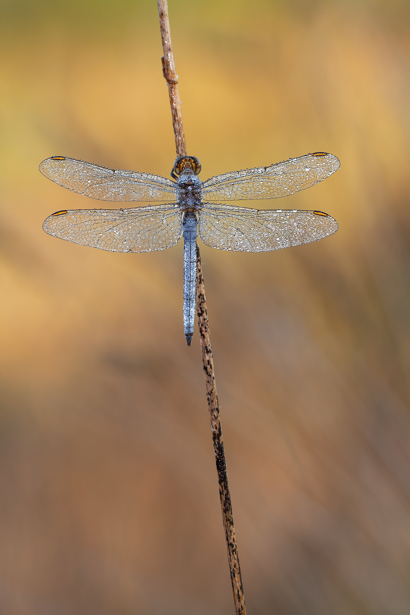 Libellula