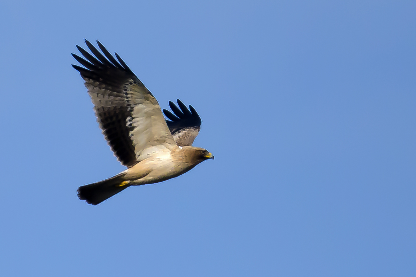 Smaller eagle Crop pushed