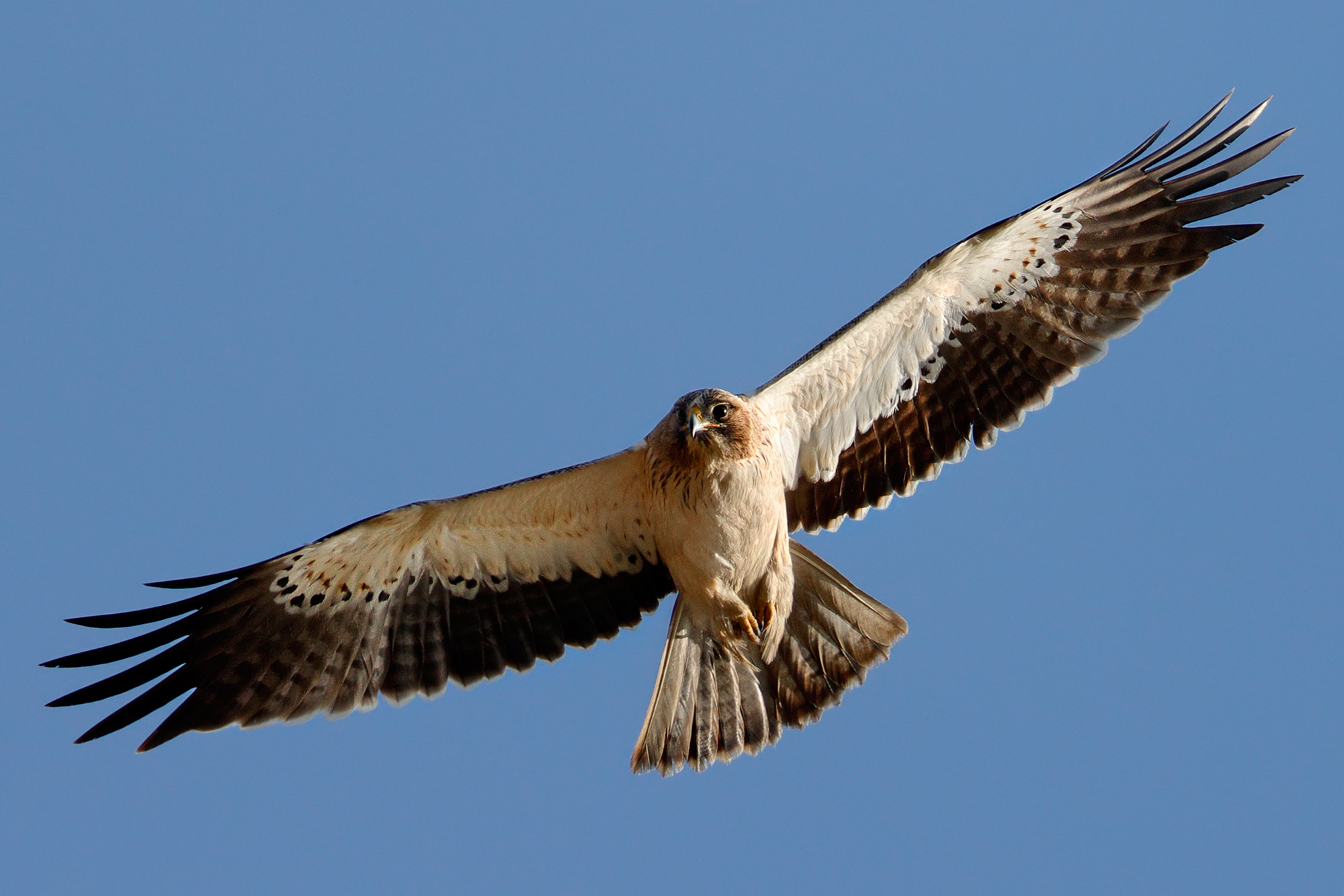 Lesser Eagle-Light morphism