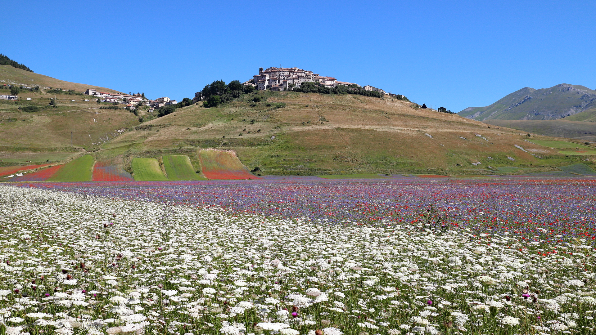 Castelluccio-Flowering 2016