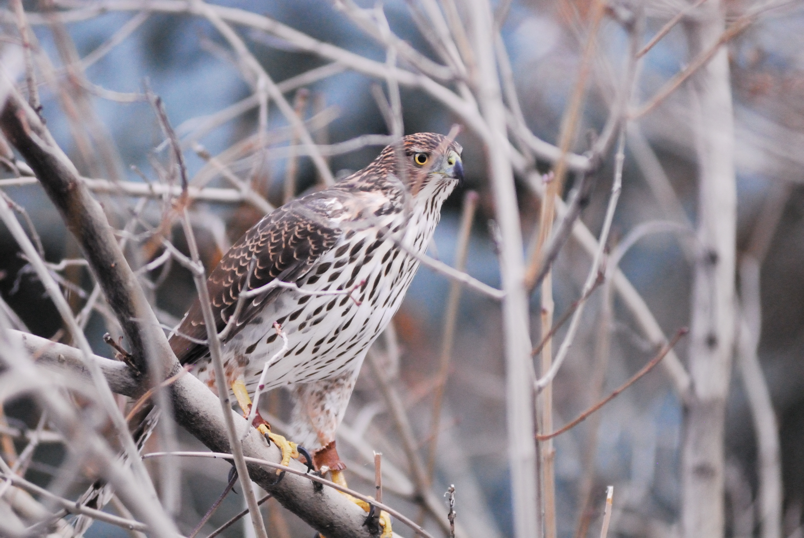 Female Juvenile Coopers Hawk (western) in training