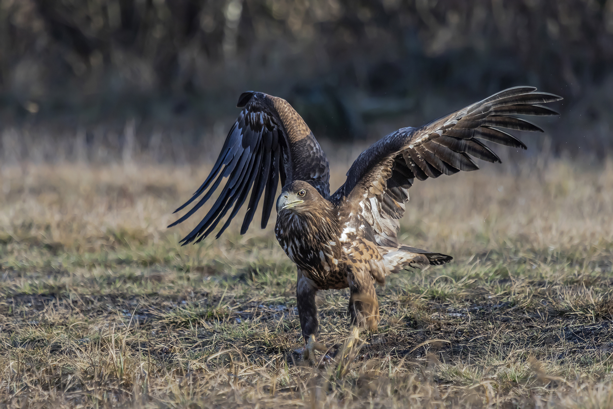 Aquila di mare coda bianca