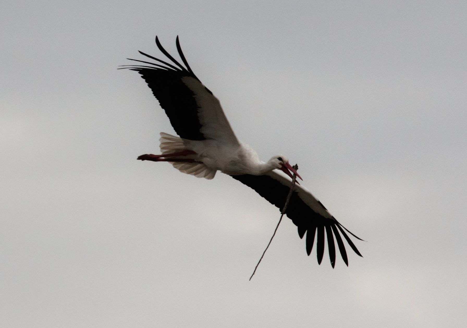 Cicogna costruttrice