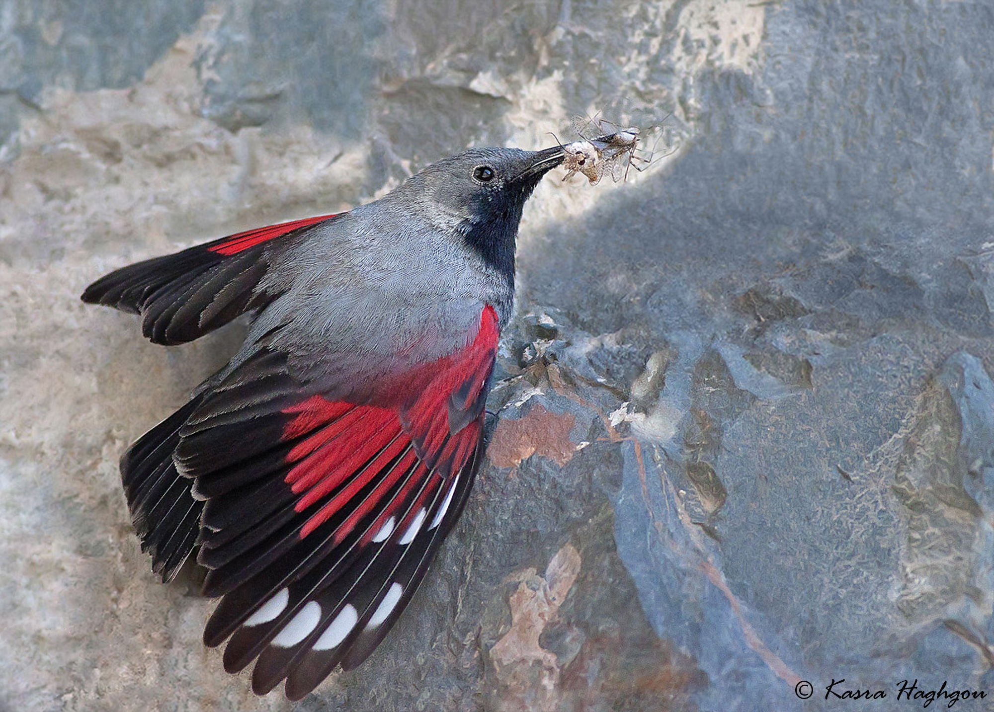 Wallcreeper