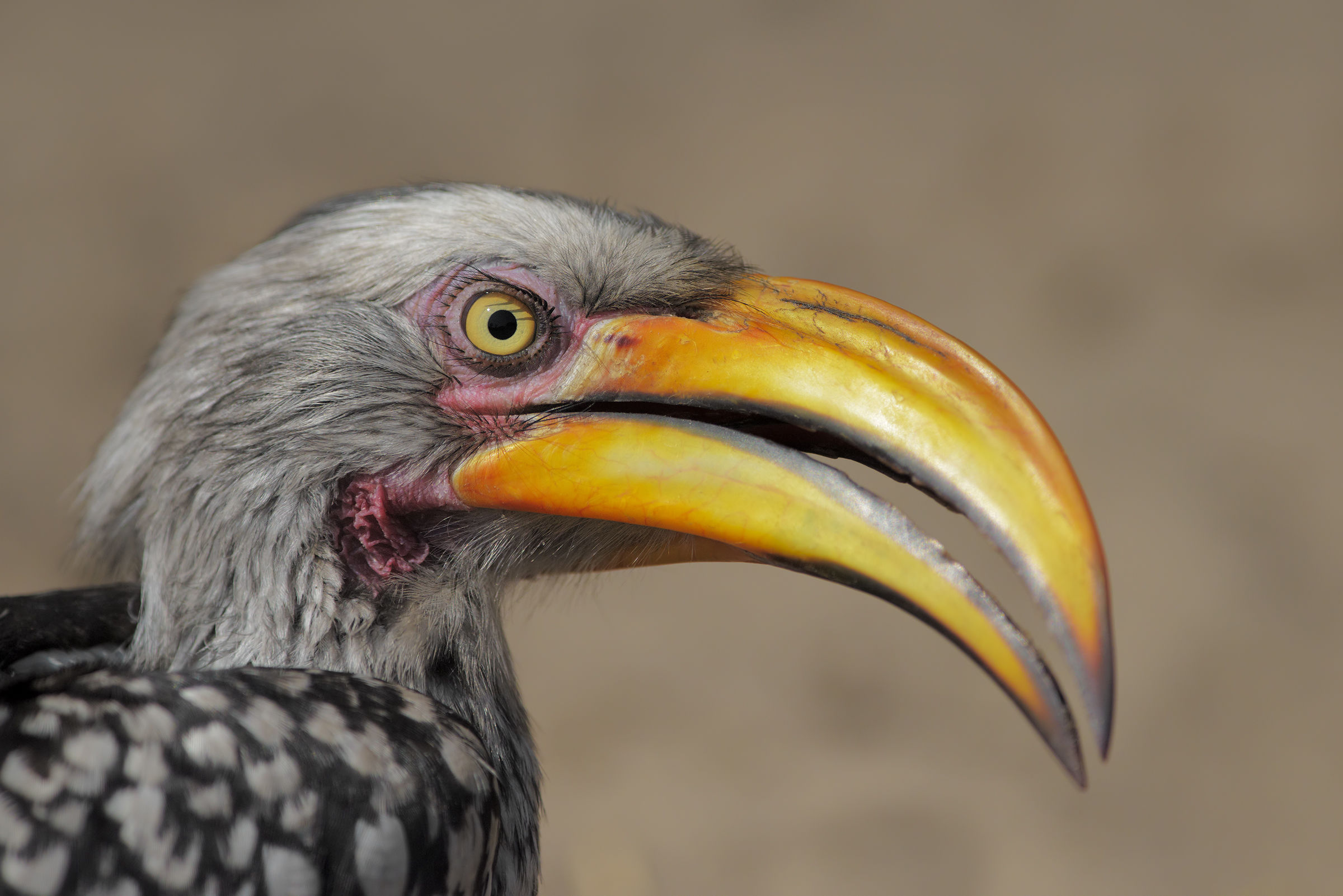The Eye of the Hornbill